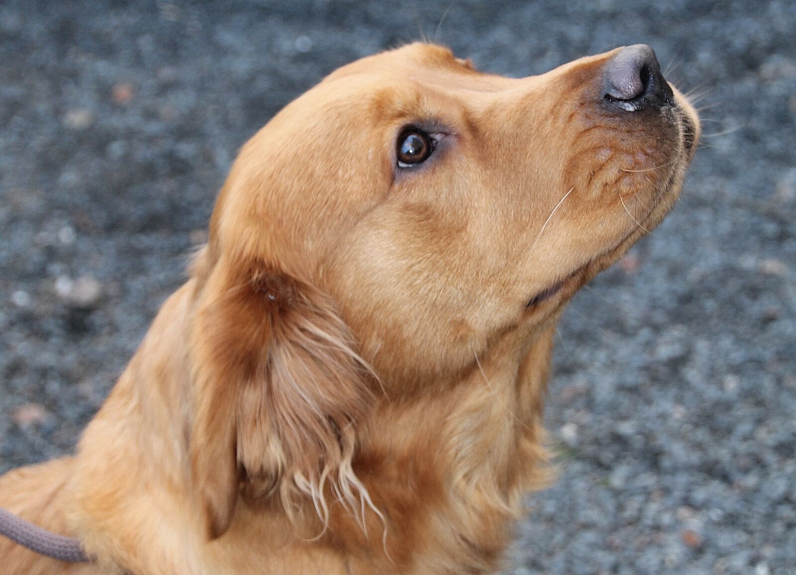 Canon EOS 550D (EOS Rebel T2i / EOS Kiss X4) sample photo. Dog, fur, brown photography