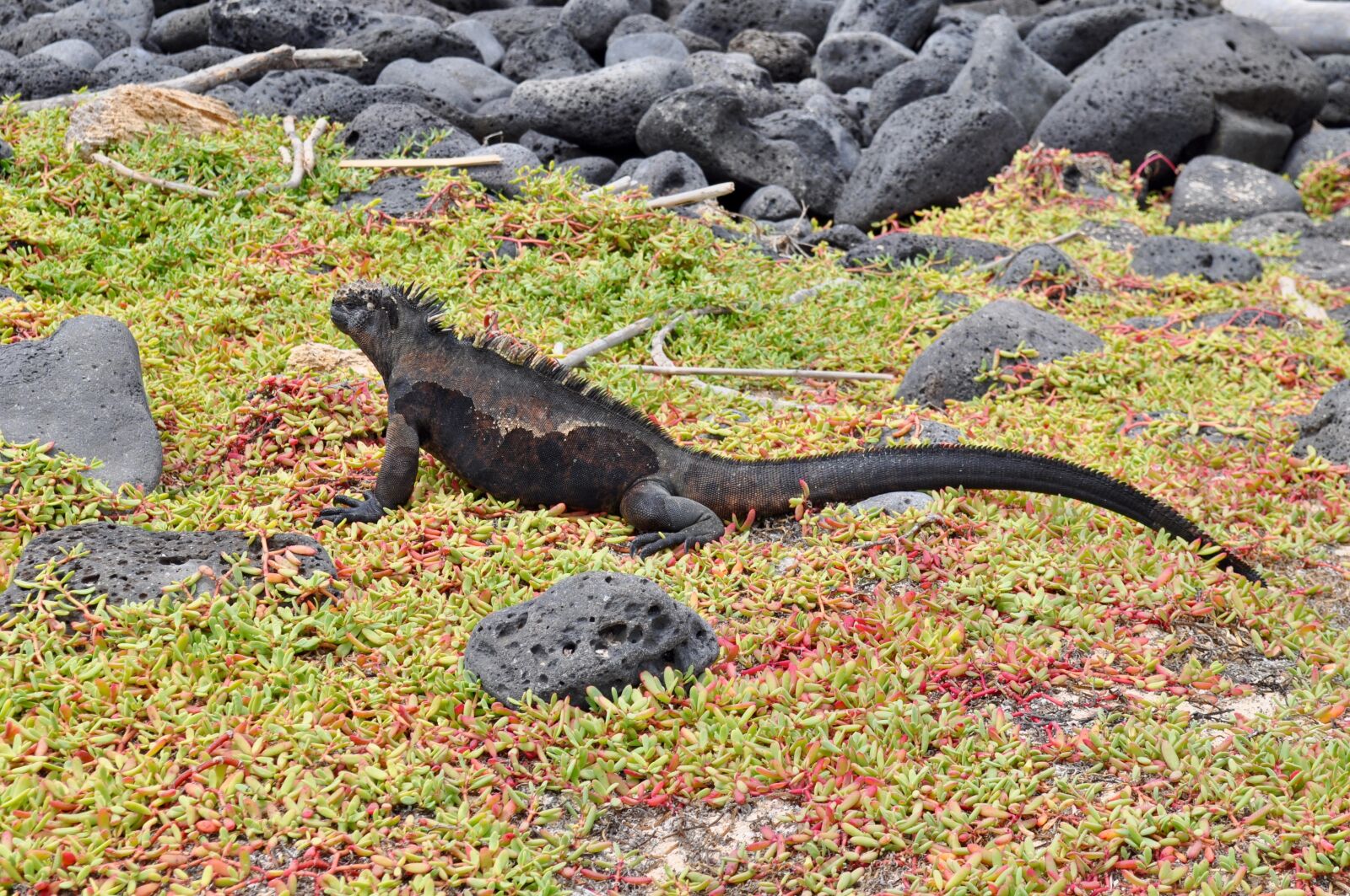 Nikon D5000 sample photo. Iguana, wildlife, lizard photography