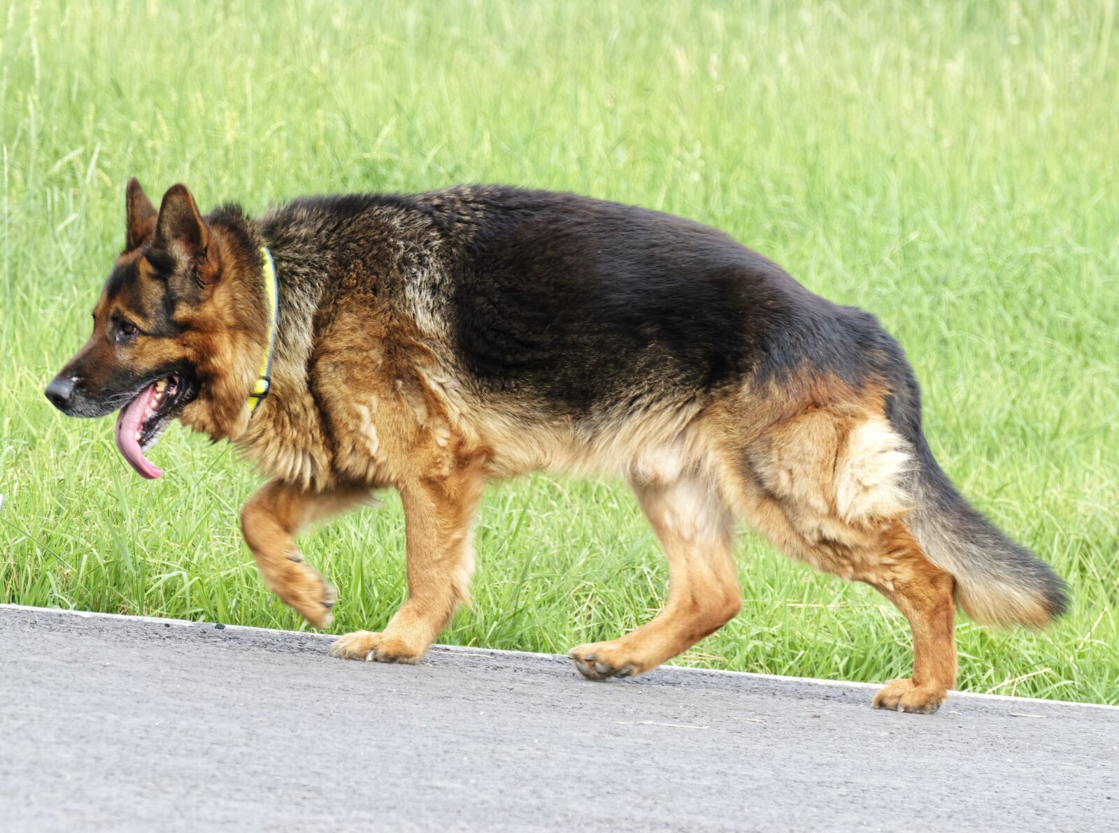 Nikon D5300 sample photo. Dog, leash, pet photography