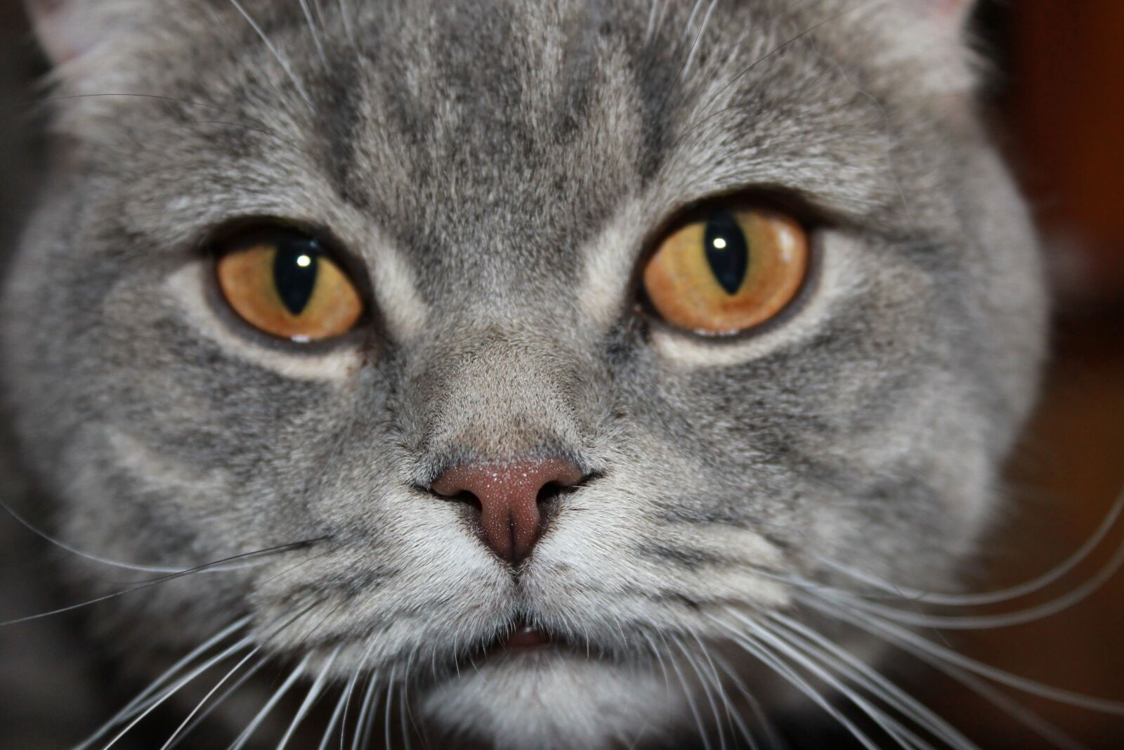 Canon EOS 1100D (EOS Rebel T3 / EOS Kiss X50) sample photo. Cat, kisa, animals photography