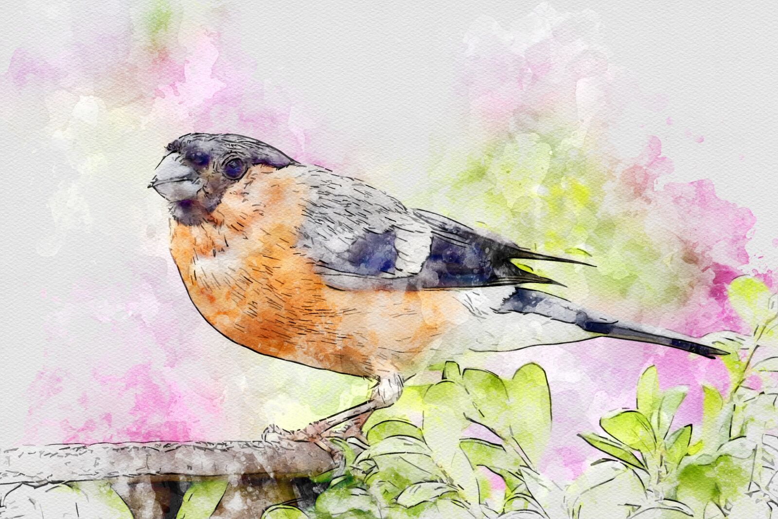 Panasonic Lumix DMC-FZ200 sample photo. Bullfinch, pyrrhula, bird photography