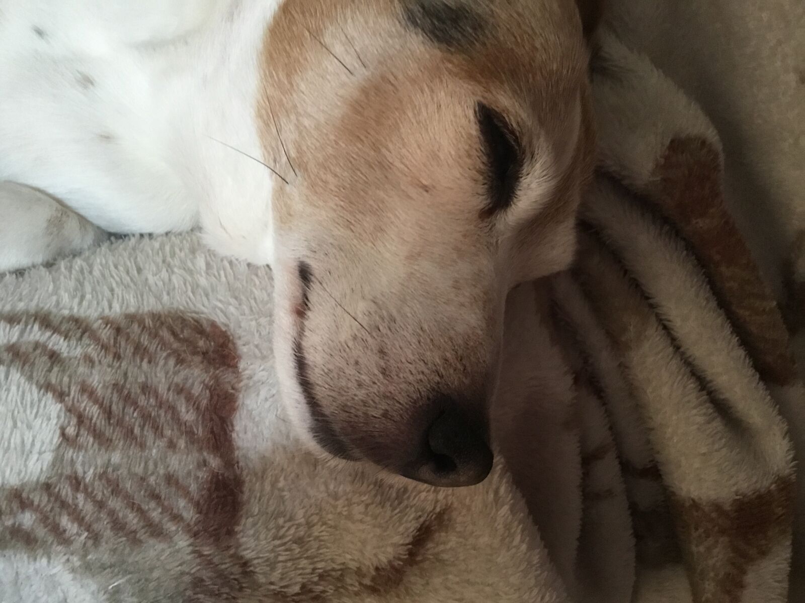 Apple iPad (5th generation) sample photo. Dog, sleep, cute photography