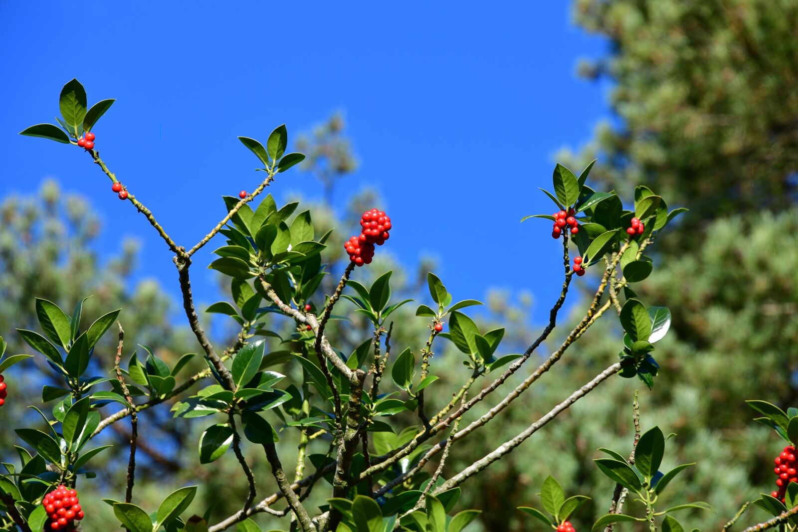 Nikon D850 sample photo. Holly, sky, blue photography