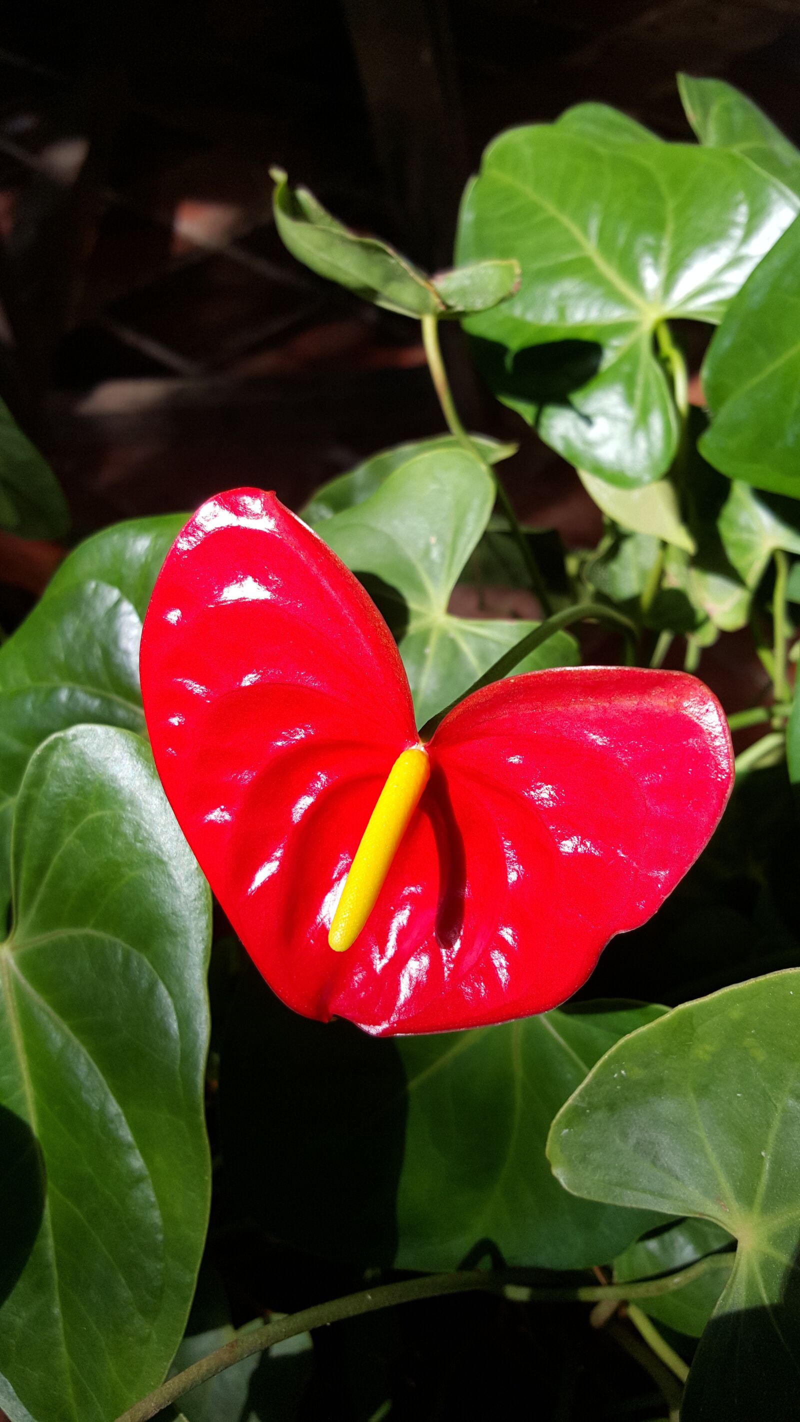 Samsung GALAXY S6 edge sample photo. Flowers, nature, red photography