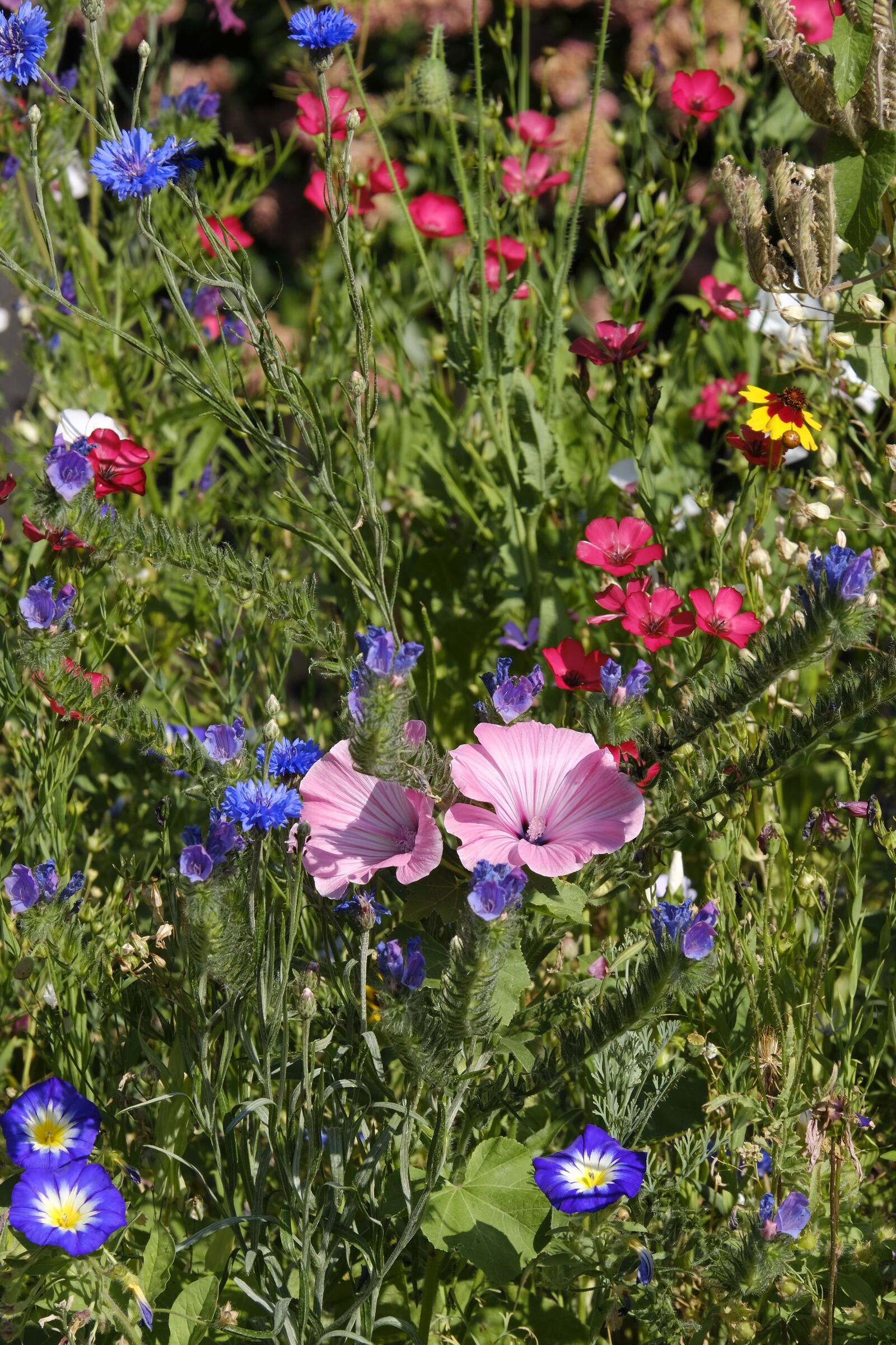 Fujifilm X-T2 + Fujifilm XF 55-200mm F3.5-4.8 R LM OIS sample photo. Flowers, wildflowers, flower meadow photography