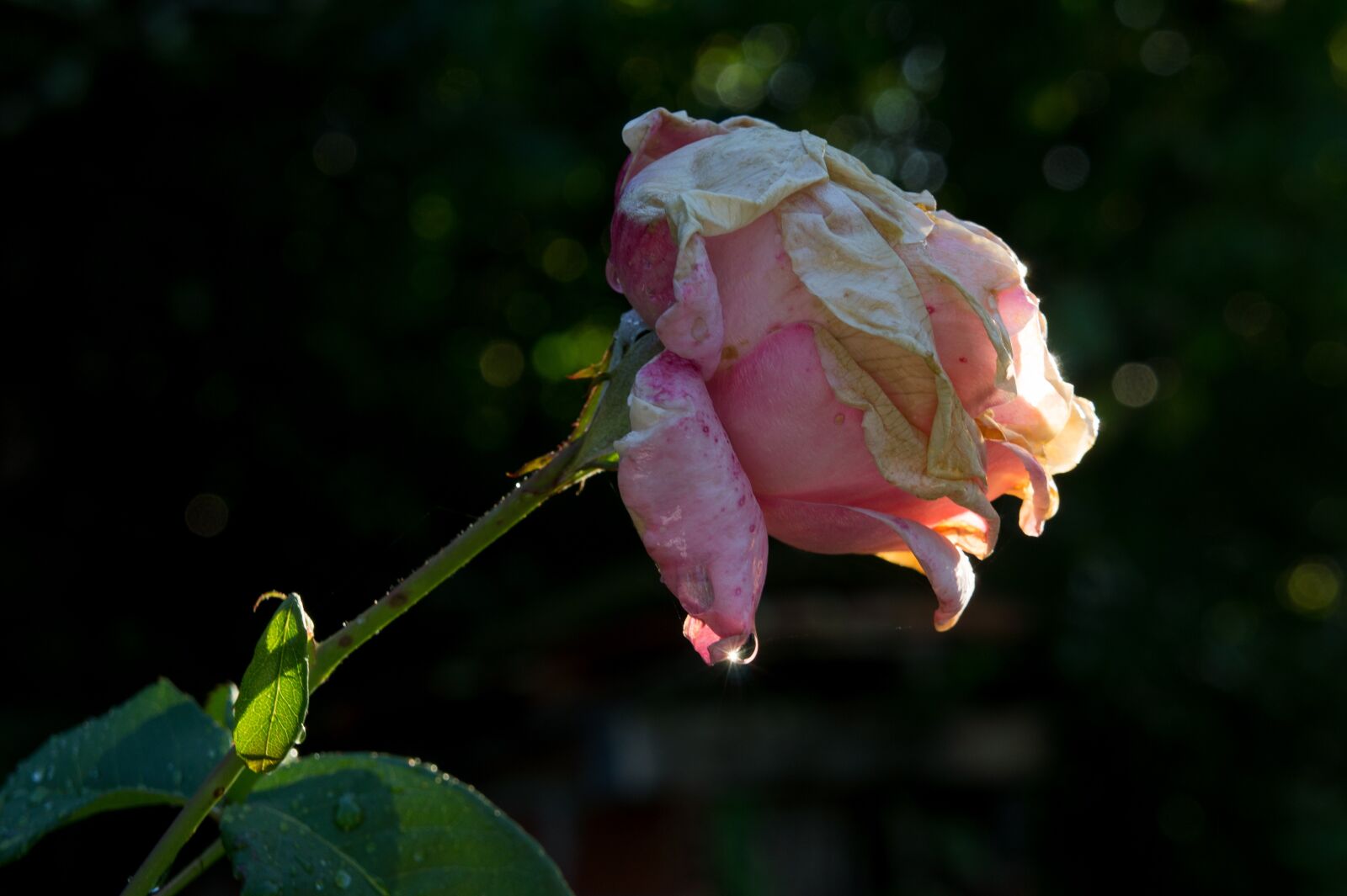 Sony E 18-55mm F3.5-5.6 OSS sample photo. Pink, roses, garden photography
