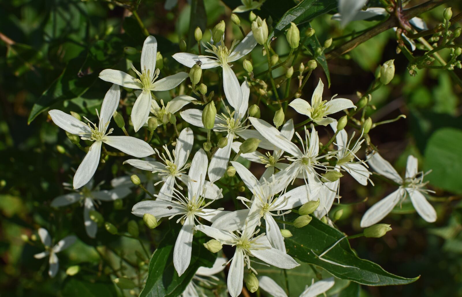 Nikon D3300 sample photo. Sweet autumn clematis, flower photography