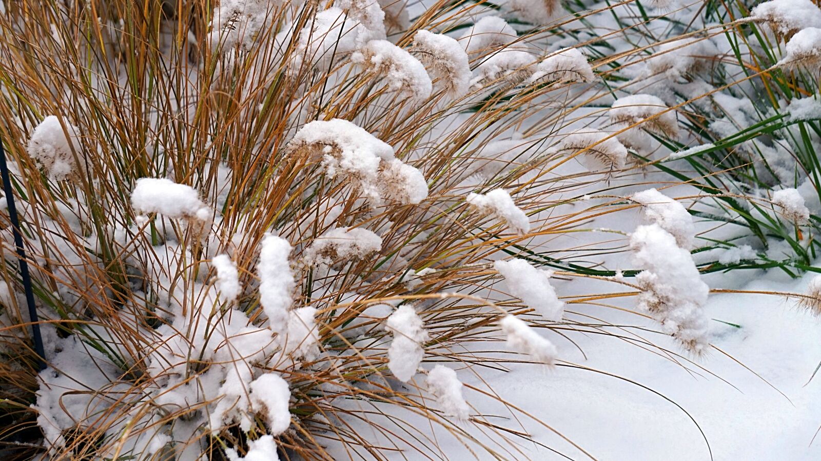 Sony Alpha a5000 (ILCE 5000) + Sony E 55-210mm F4.5-6.3 OSS sample photo. Grasses, snow, grass photography