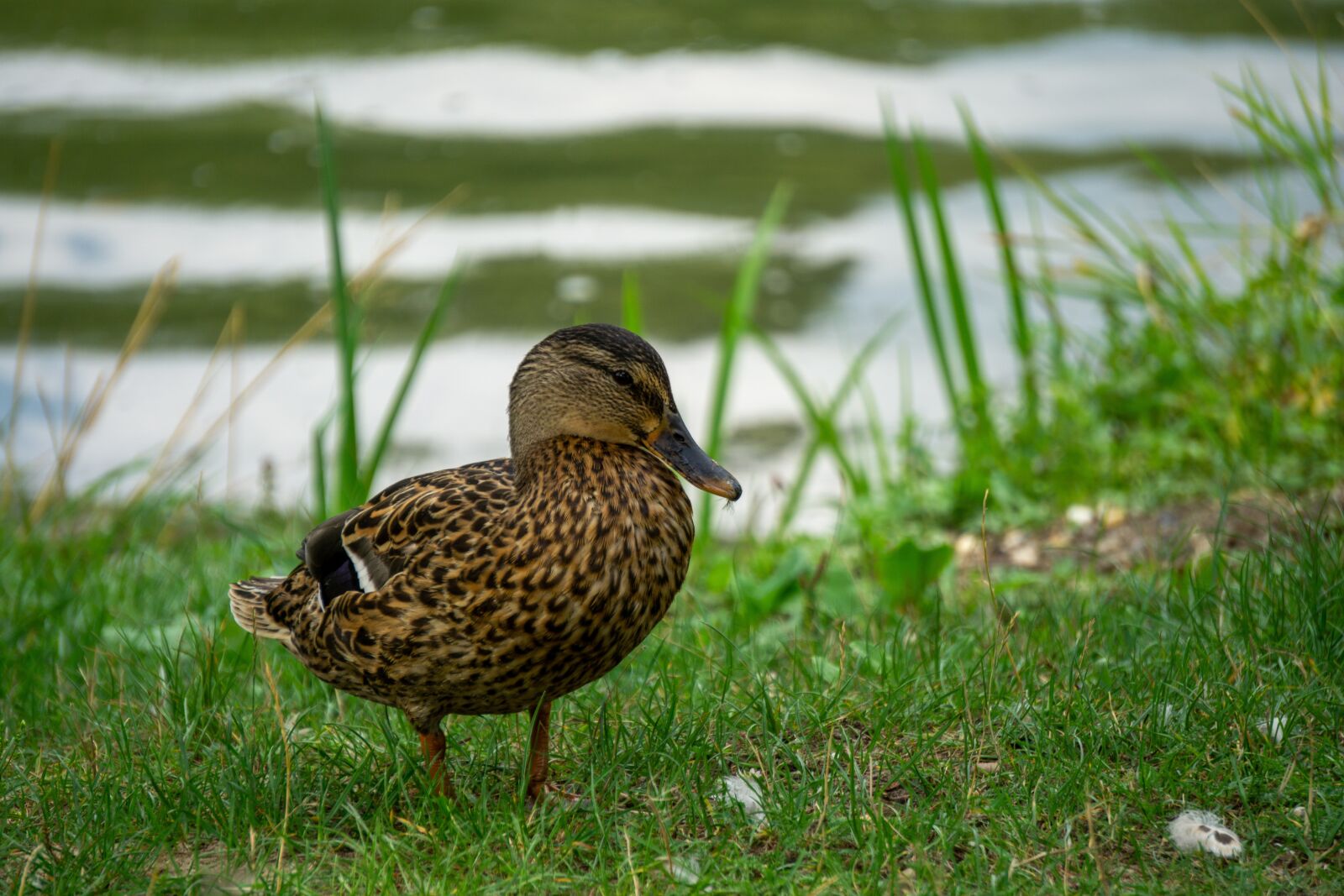 Sony E 55-210mm F4.5-6.3 OSS sample photo. Duck, bird, wild photography