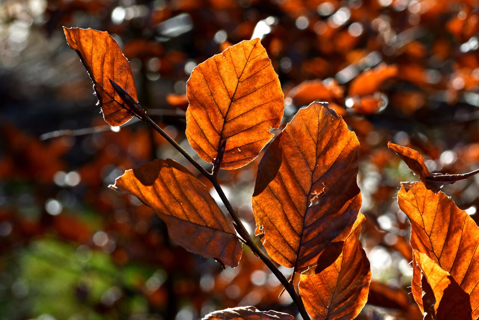 Nikon D5200 sample photo. Forest, nature, foliage photography