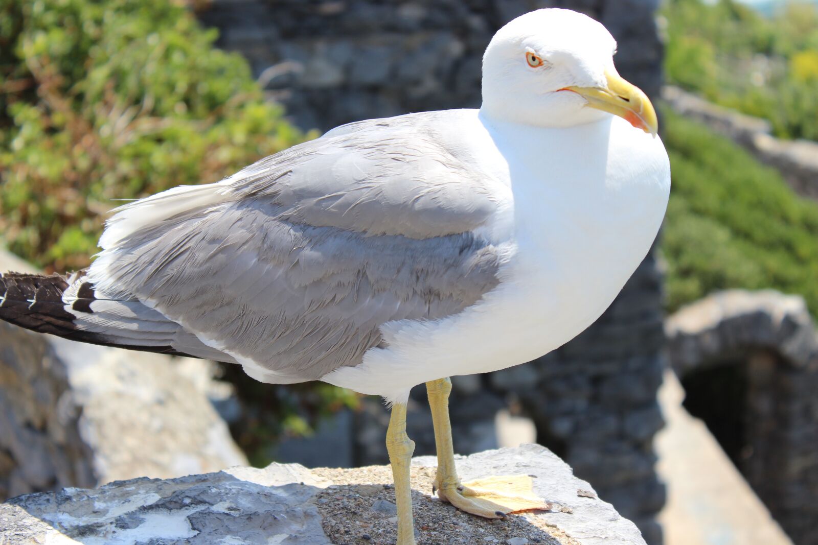 Canon EOS 600D (Rebel EOS T3i / EOS Kiss X5) sample photo. Seagull, animal, bird photography