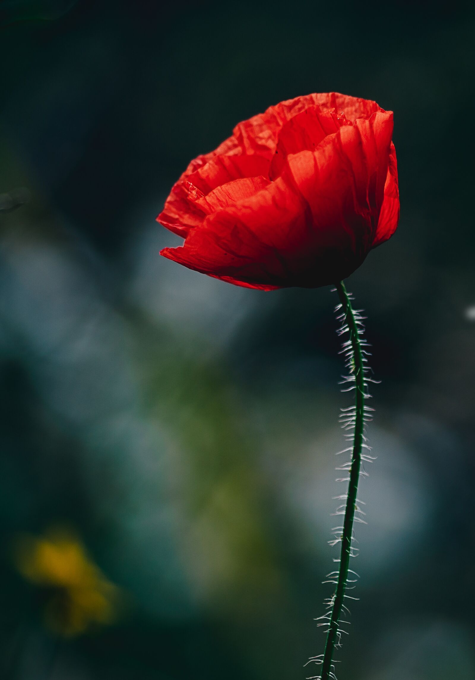 Sony SLT-A58 sample photo. Poppy, flower, red photography