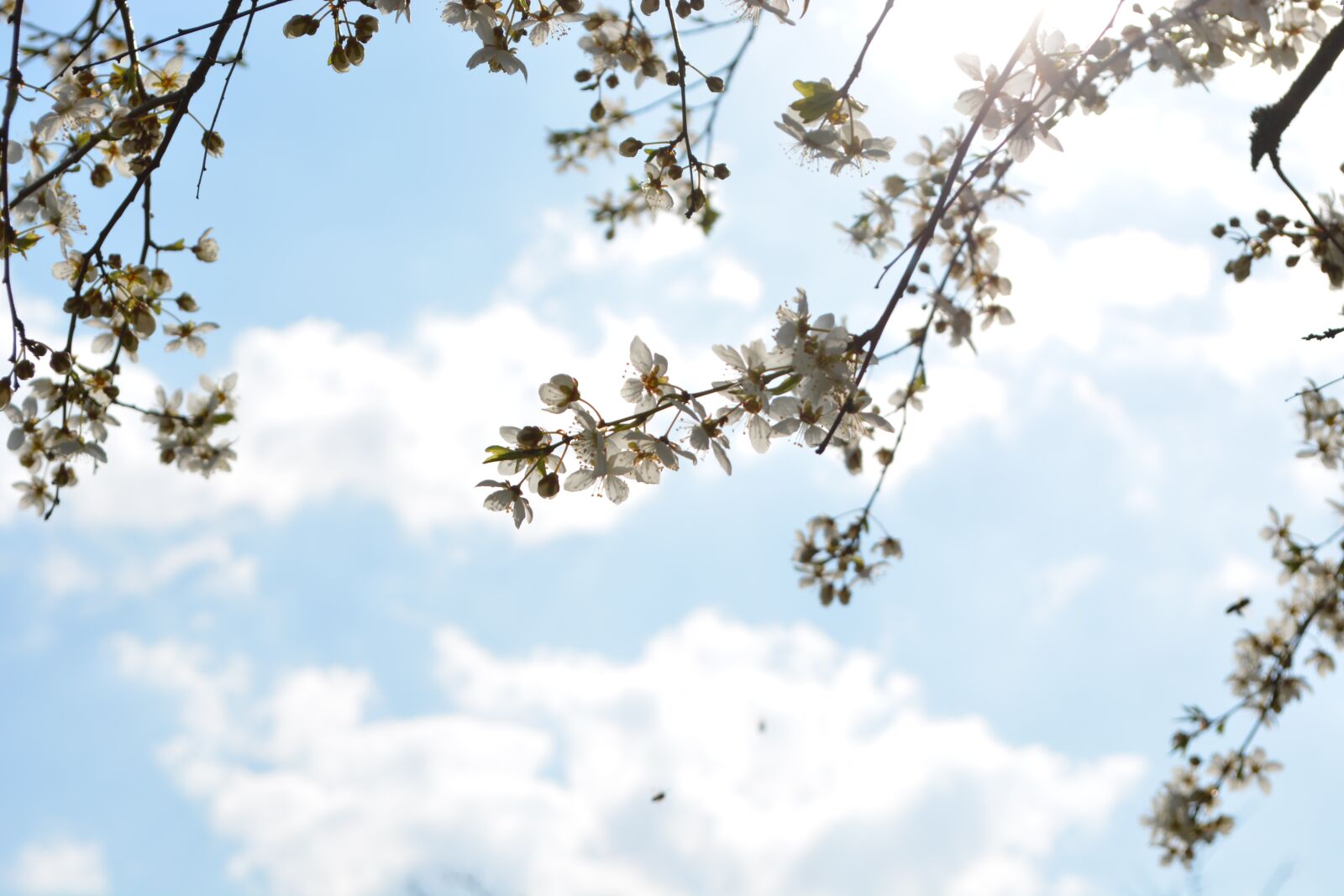 Nikon D5200 sample photo. Bud, spring, bloom photography