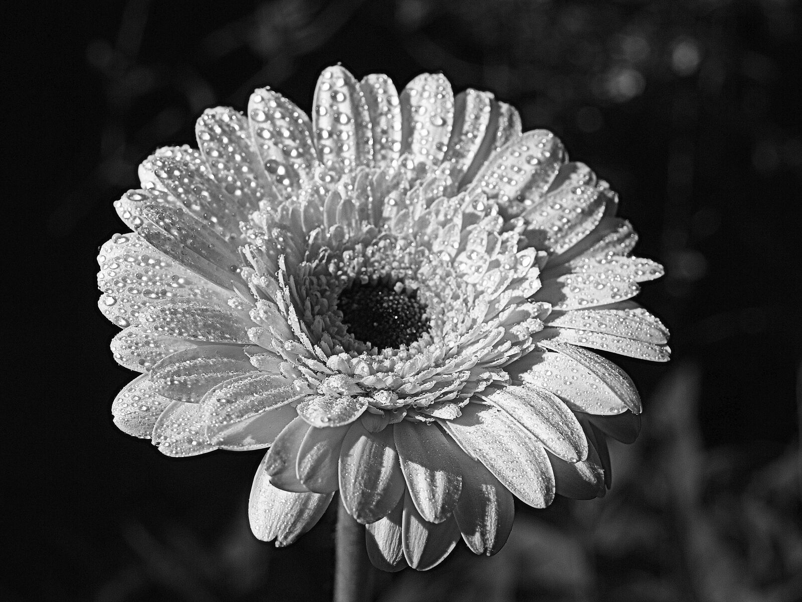 Olympus E-520 (EVOLT E-520) sample photo. Flower, flora, nature photography