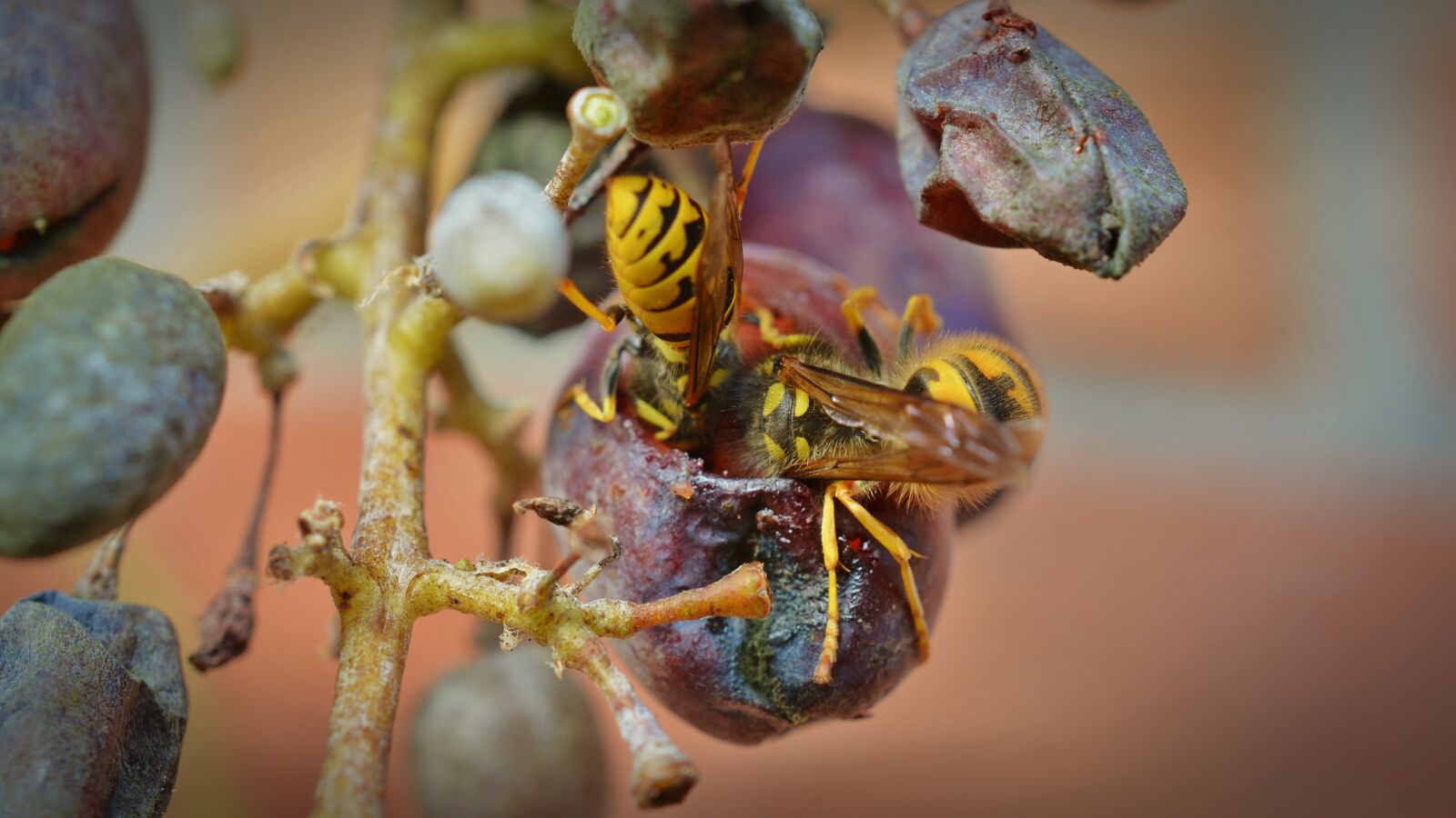 Nikon D5200 sample photo. Wasps, grapes, wasps devoured photography