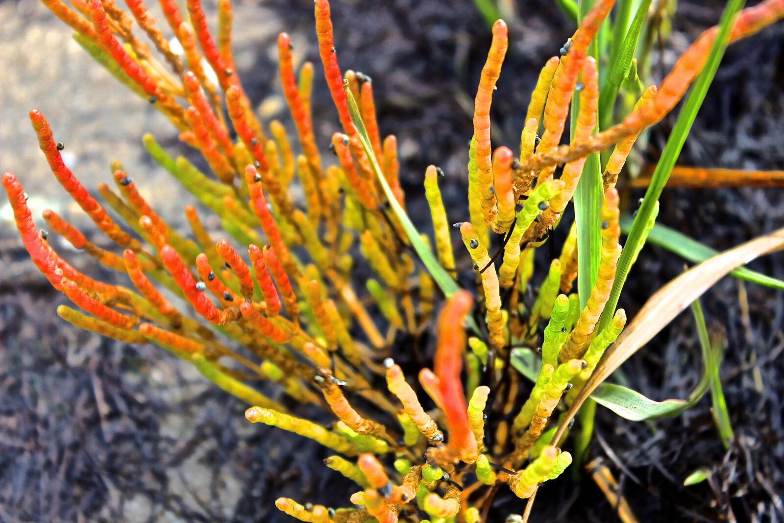 Canon EOS 600D (Rebel EOS T3i / EOS Kiss X5) sample photo. Beach plant, aquatic plant photography