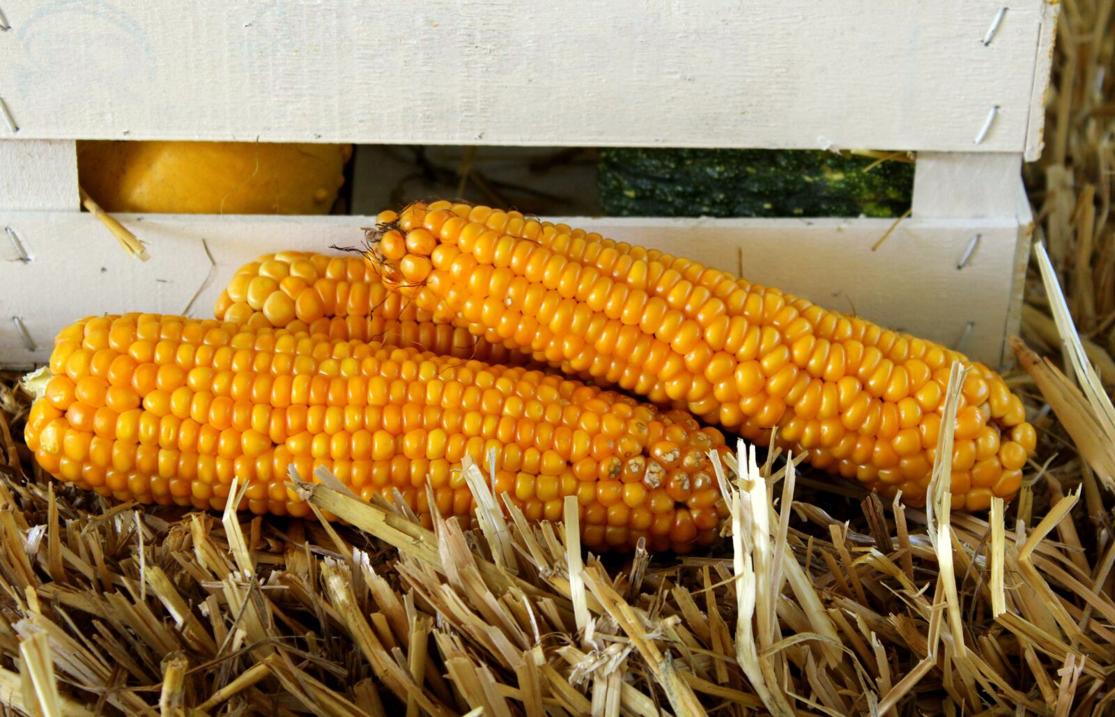 Canon EOS 1200D (EOS Rebel T5 / EOS Kiss X70 / EOS Hi) sample photo. Corn, vegetables, yields photography