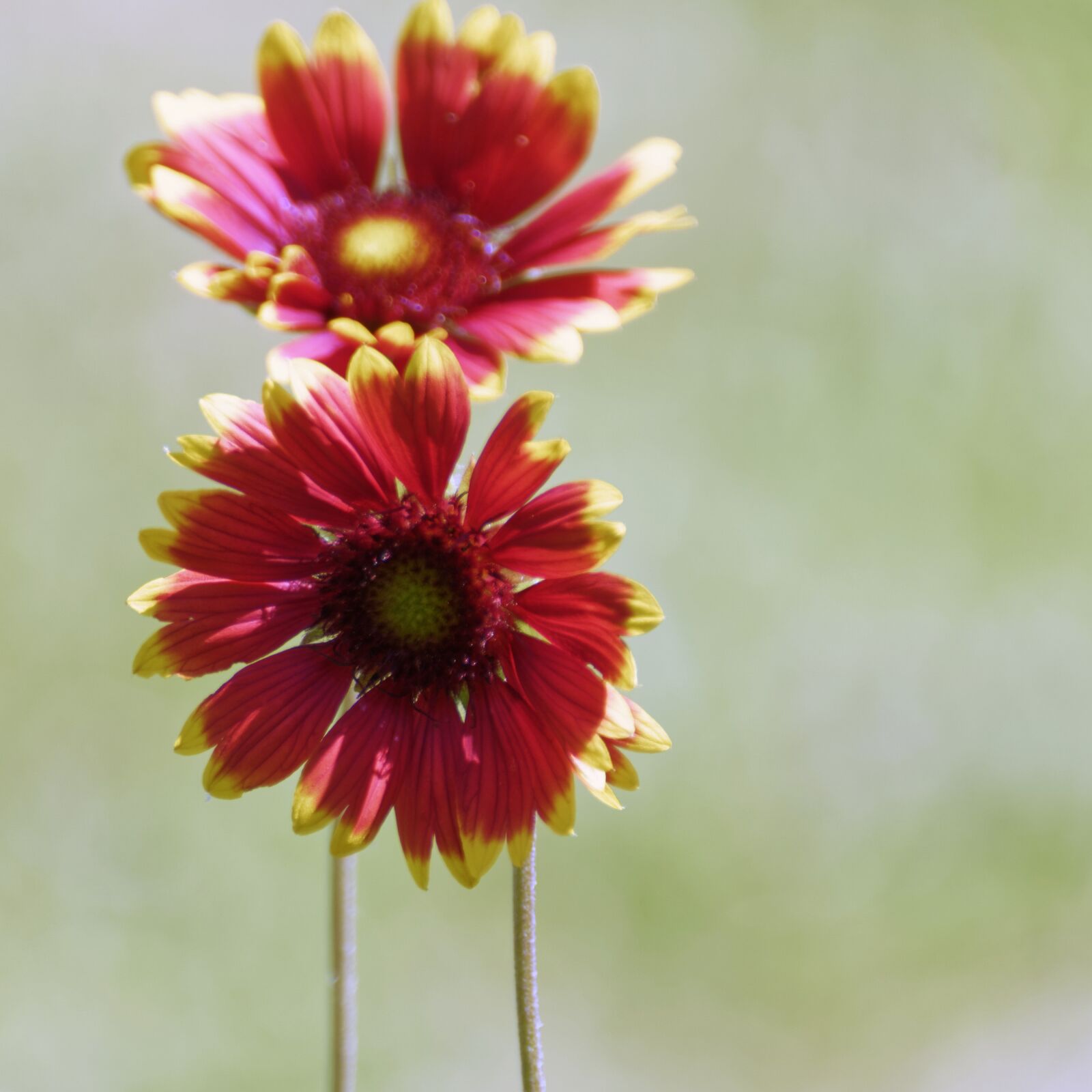 Nikon D5300 sample photo. Flowers, red, yellow photography