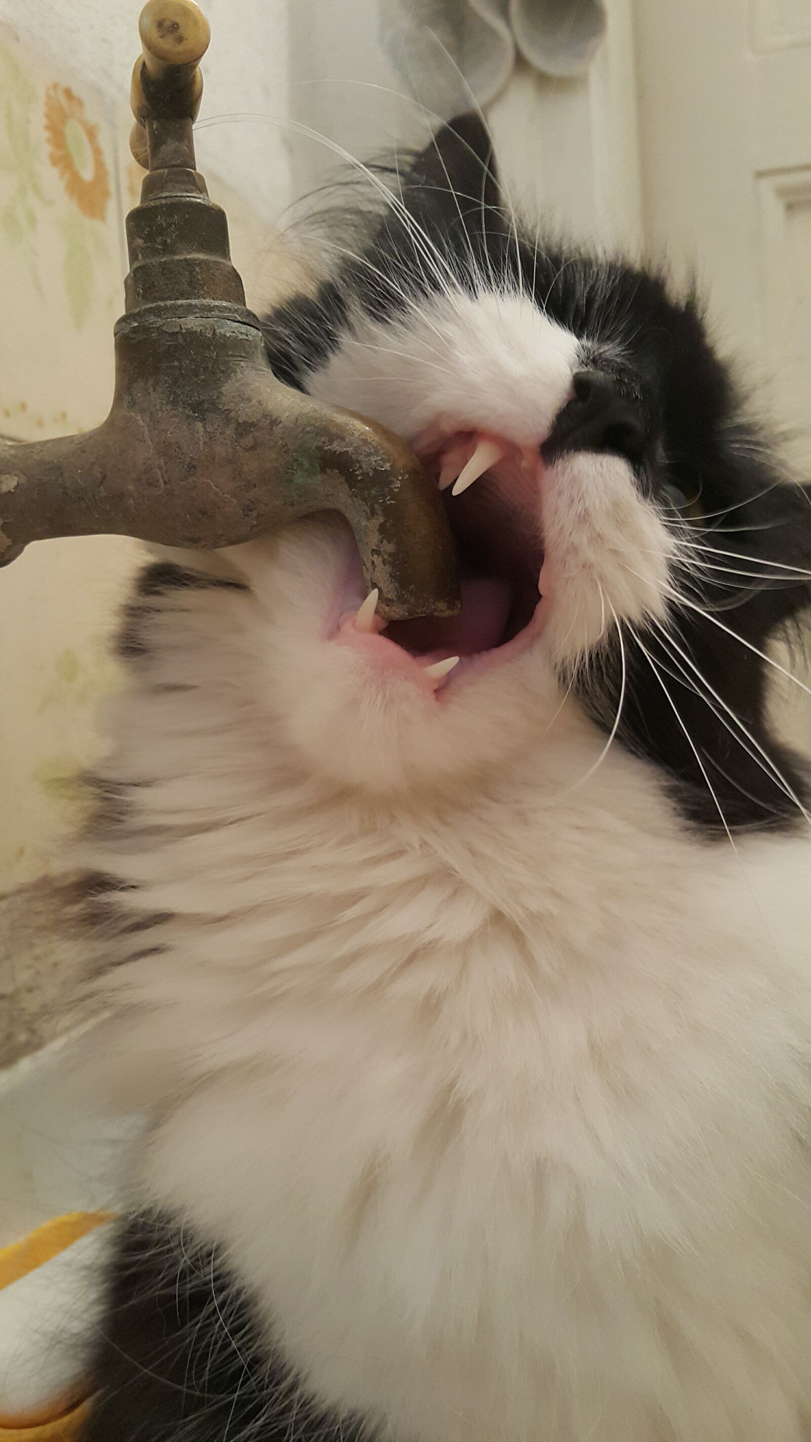 Samsung Galaxy Note4 sample photo. Funny, kitten, thirsty photography