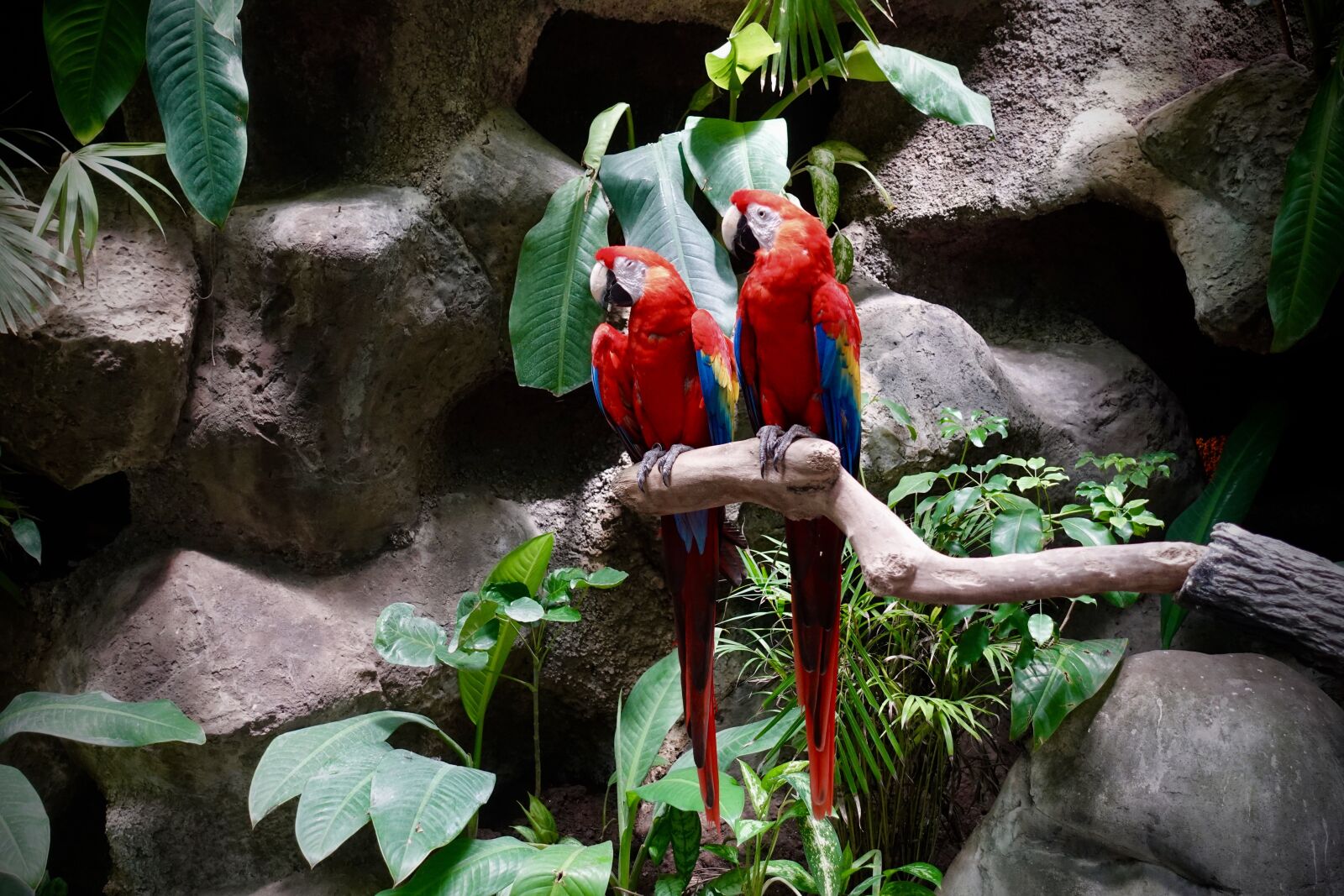 Sony DSC-RX100M5A sample photo. Colorful, plumage, bird photography