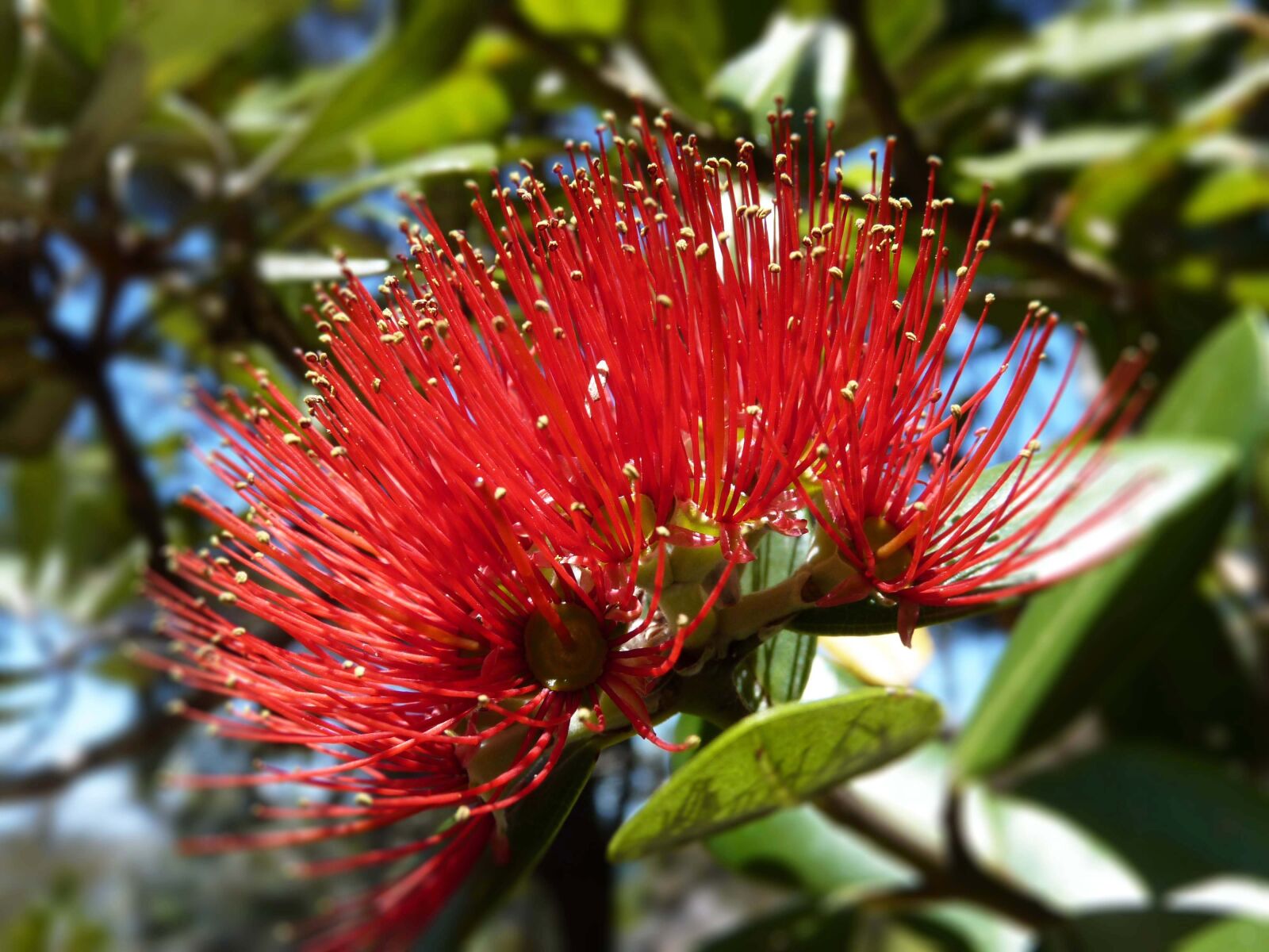 Panasonic Lumix DMC-FZ35 (Lumix DMC-FZ38) sample photo. New zealand, potukawa, tree photography
