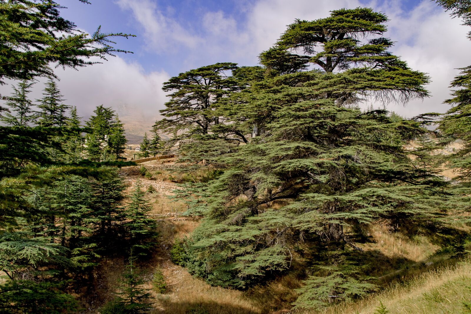 Pentax K-1 Mark II sample photo. Tree, cedar, ancient photography