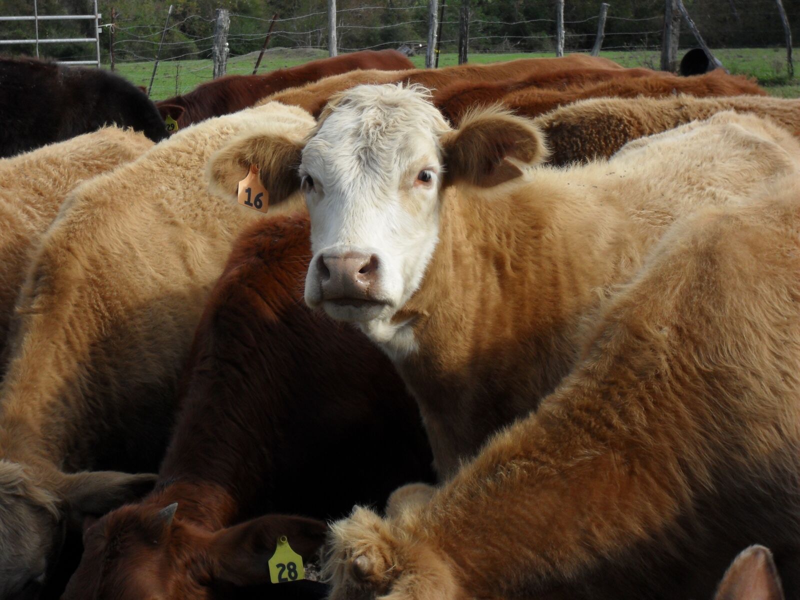 Samsung ES15 / VLUU ES15 /  SL30 sample photo. Cow, heifer, heard photography