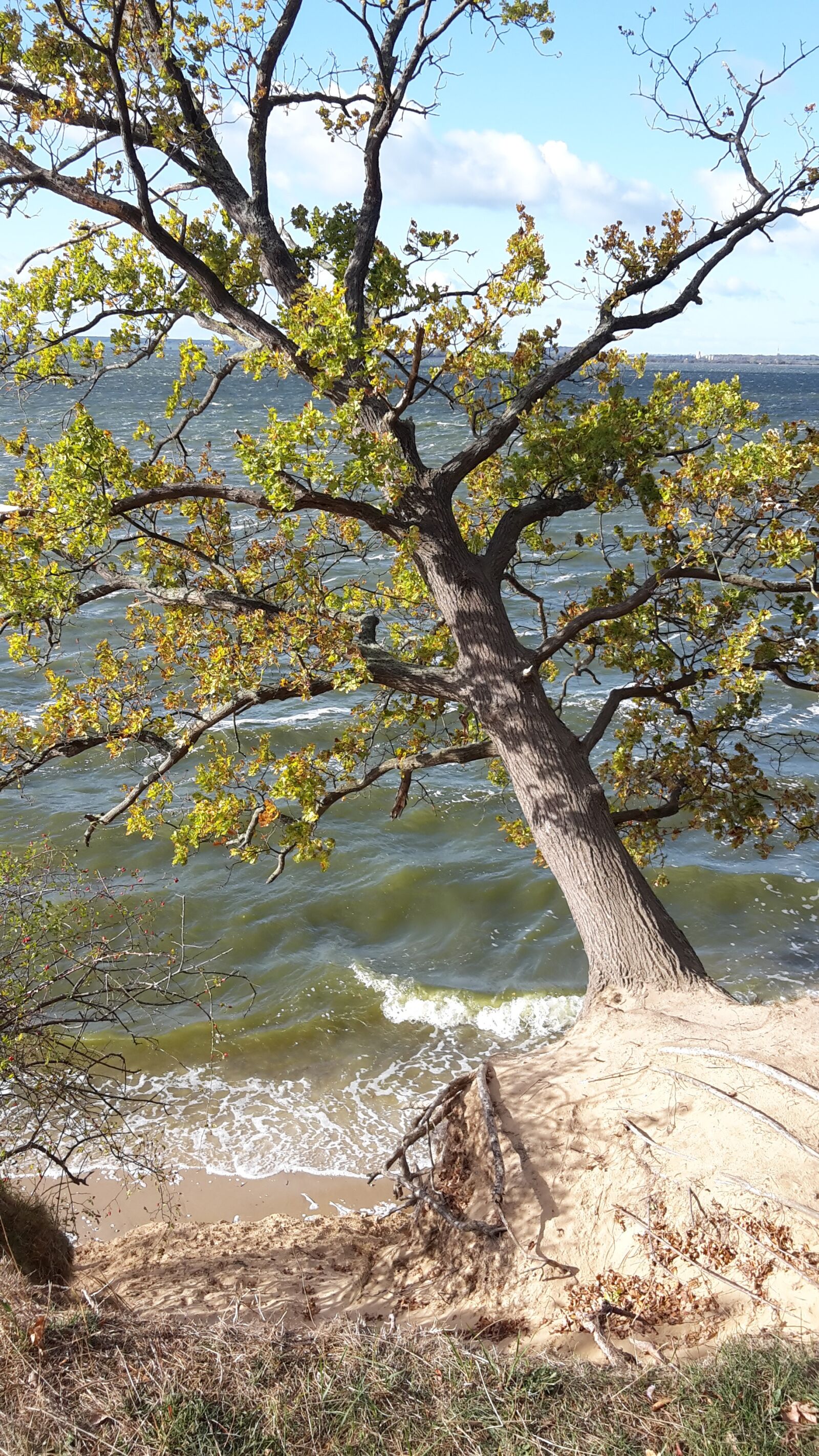 Samsung Galaxy S5 Mini sample photo. Tree, baltic sea, beach photography