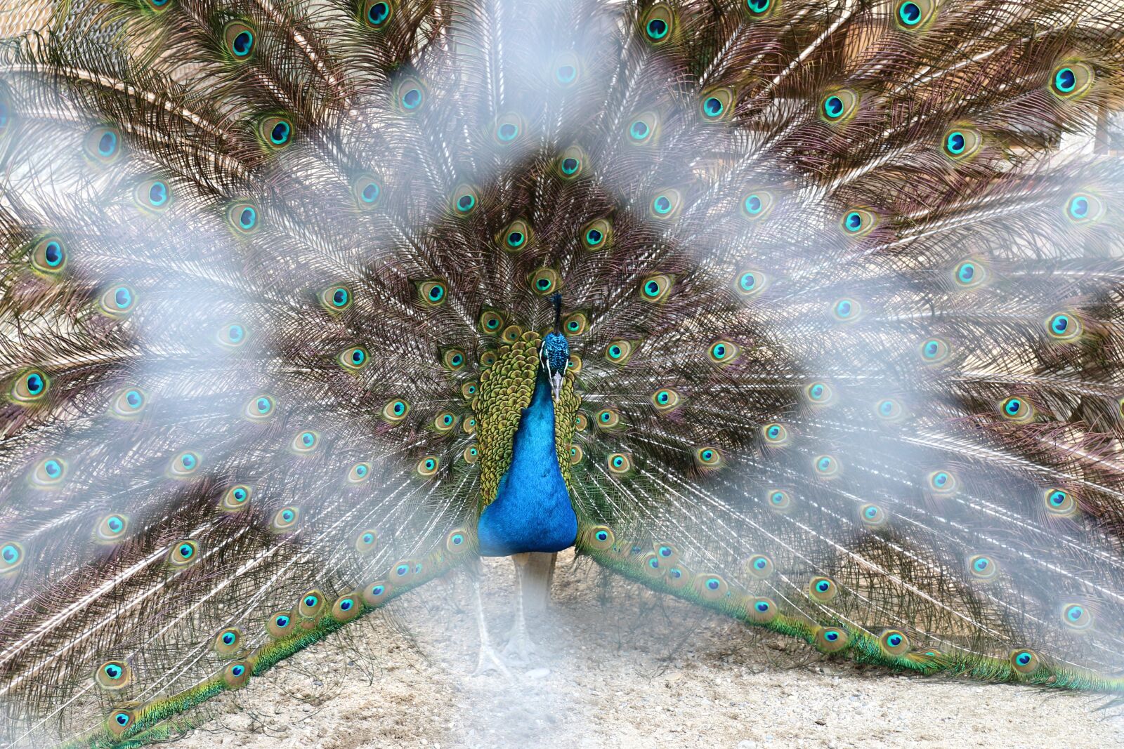 Canon EOS 70D sample photo. Peacock, feathers, zoo photography