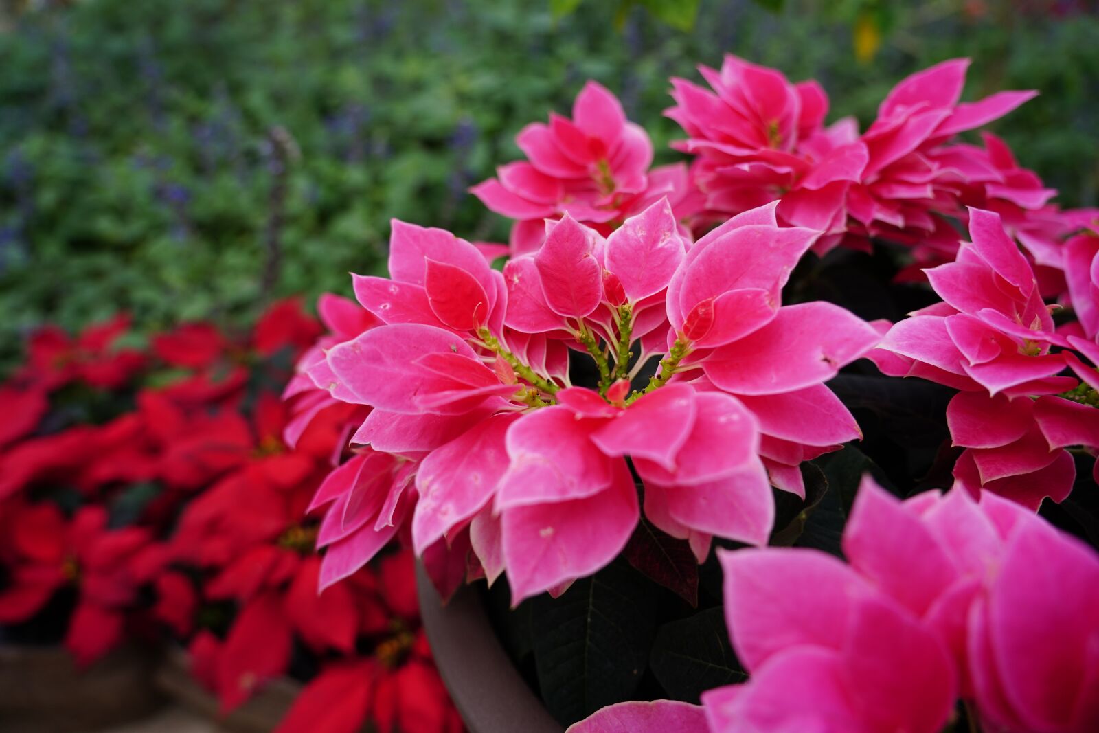 Sony FE 24-105mm F4 G OSS sample photo. Flower, pink, flowers photography