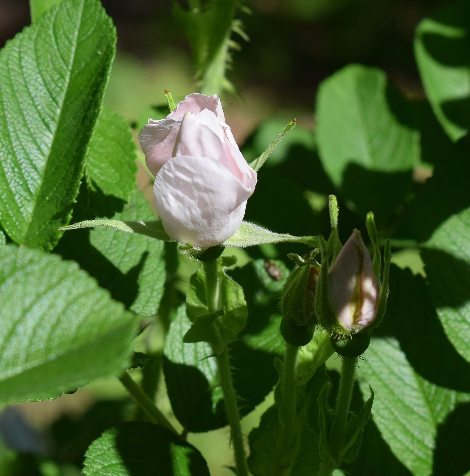 Nikon D3300 sample photo. Pale pink rosebud, rugosa photography