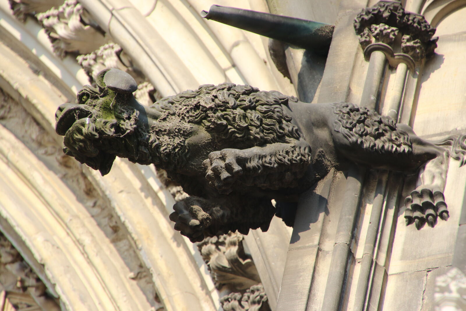 Canon EOS 7D Mark II sample photo. Building, cologne, cathedral, gargoil photography