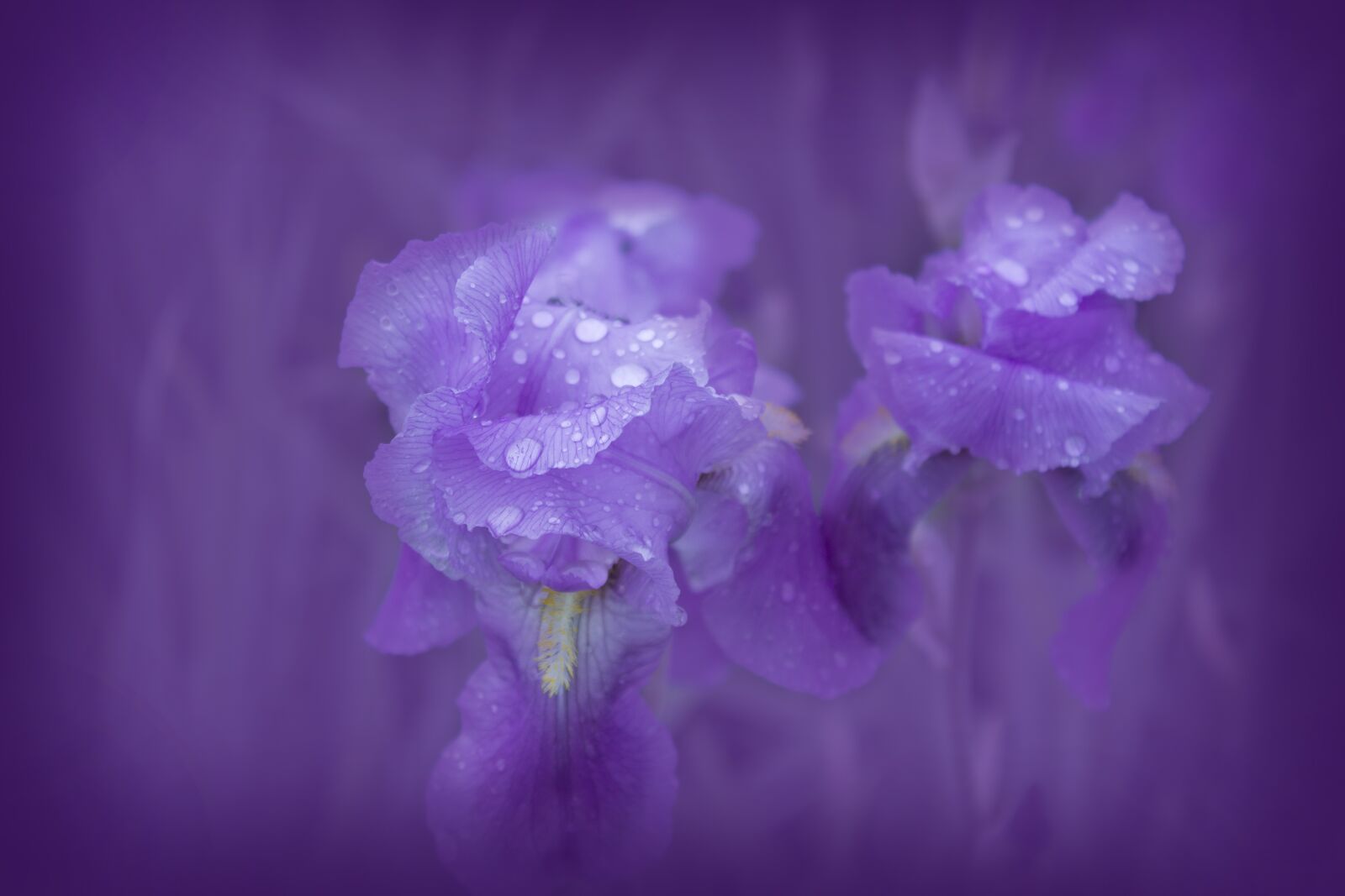 Canon EOS 1100D (EOS Rebel T3 / EOS Kiss X50) sample photo. Iris, violet, plant photography