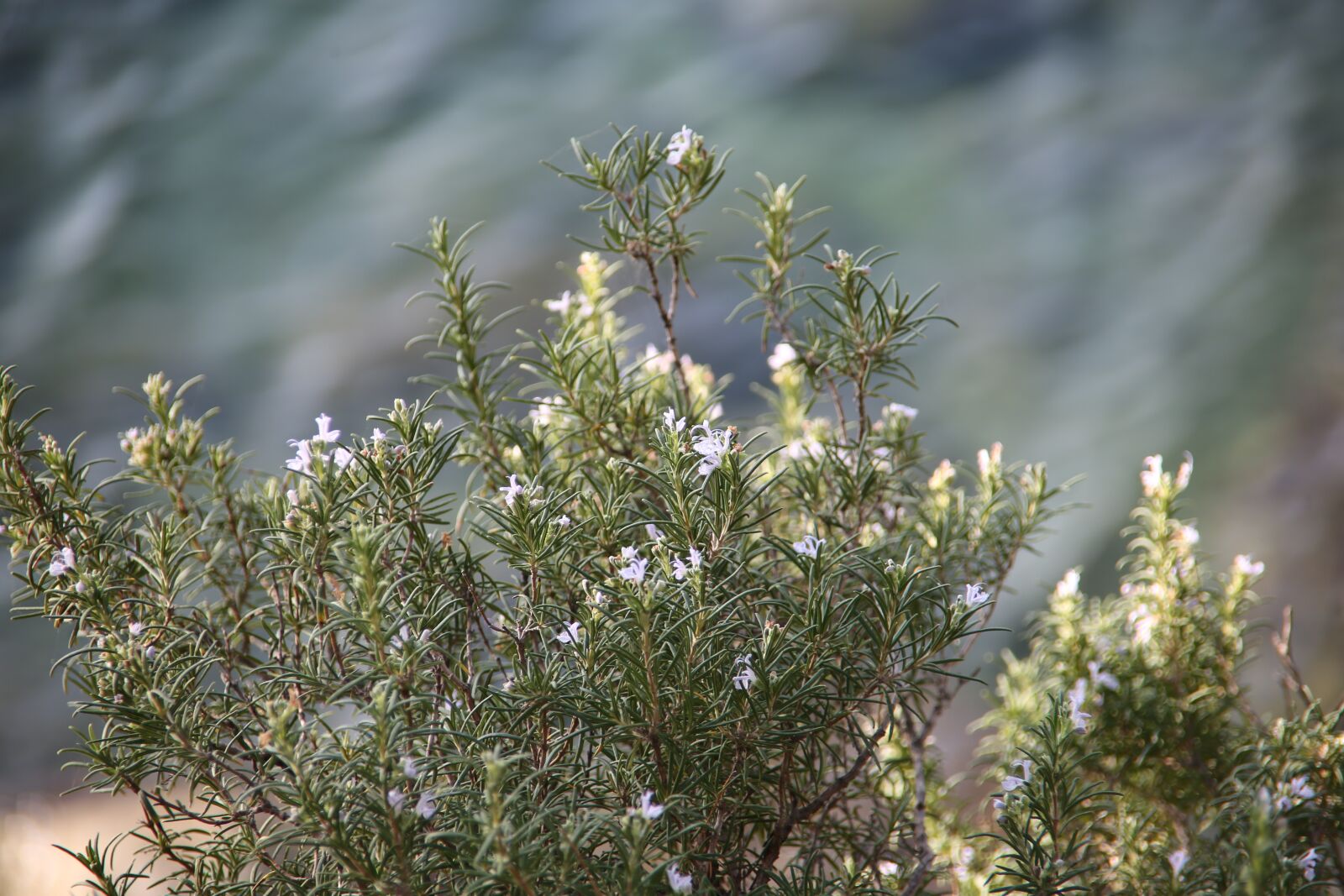 Canon EOS 5D Mark III sample photo. Rosemary, plant, aromatic photography