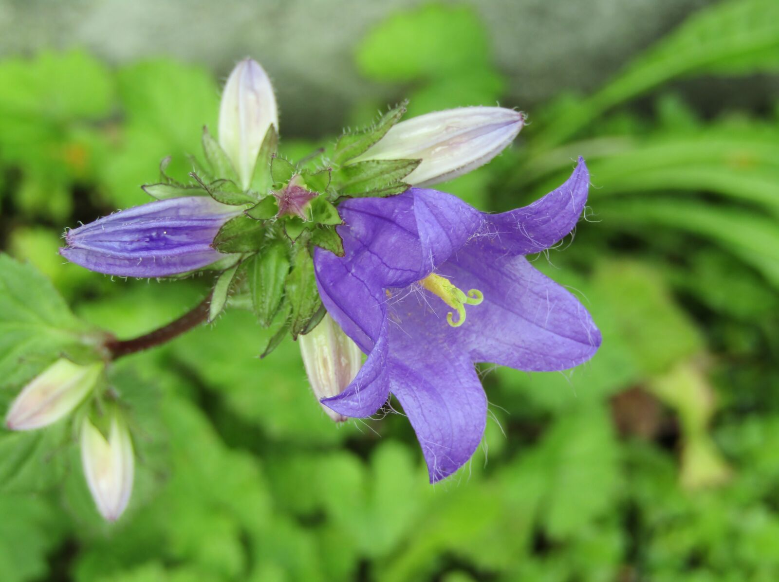 Canon POWERSHOT SX432 IS sample photo. Bellflower, purple, blossom photography