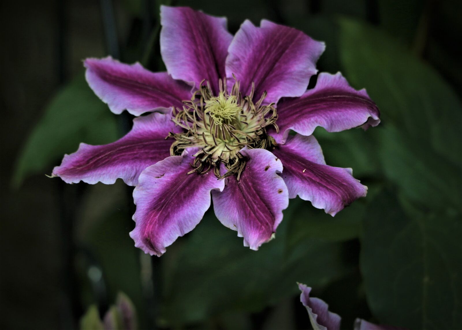 Canon EOS 7D Mark II sample photo. Flower, plant, blossom photography