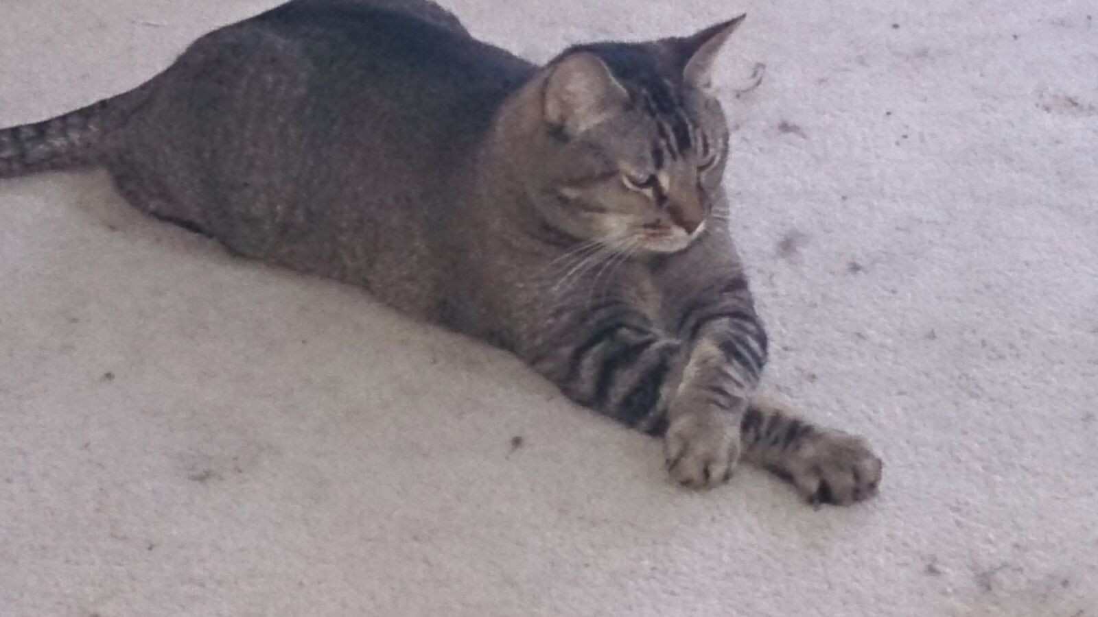 Sony Xperia Z sample photo. Cat, gray, gray, tabby photography