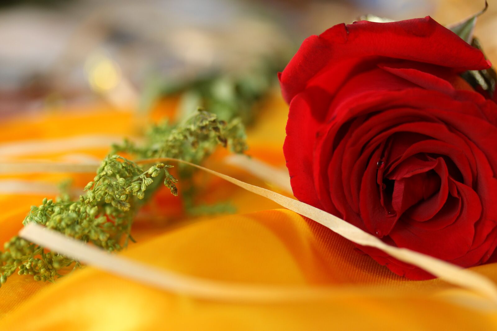 Canon EOS 50D sample photo. Roses, gold, red photography