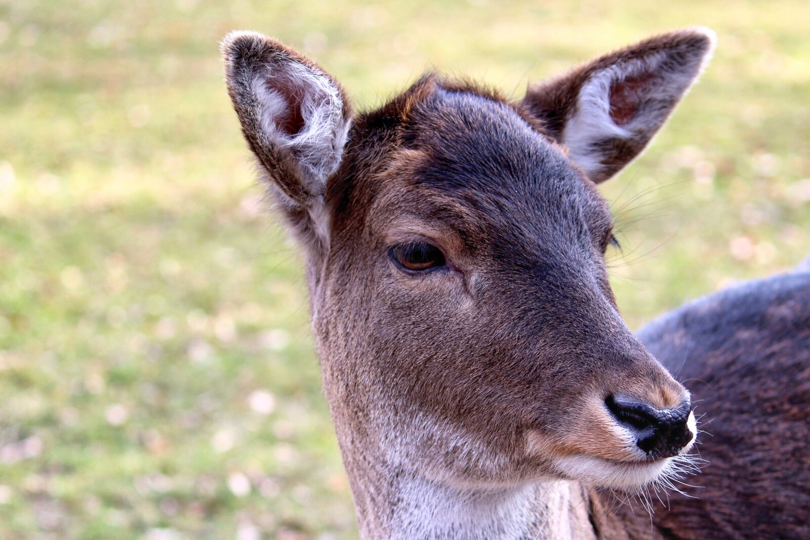 Canon EOS 600D (Rebel EOS T3i / EOS Kiss X5) sample photo. Roe deer, fallow deer photography