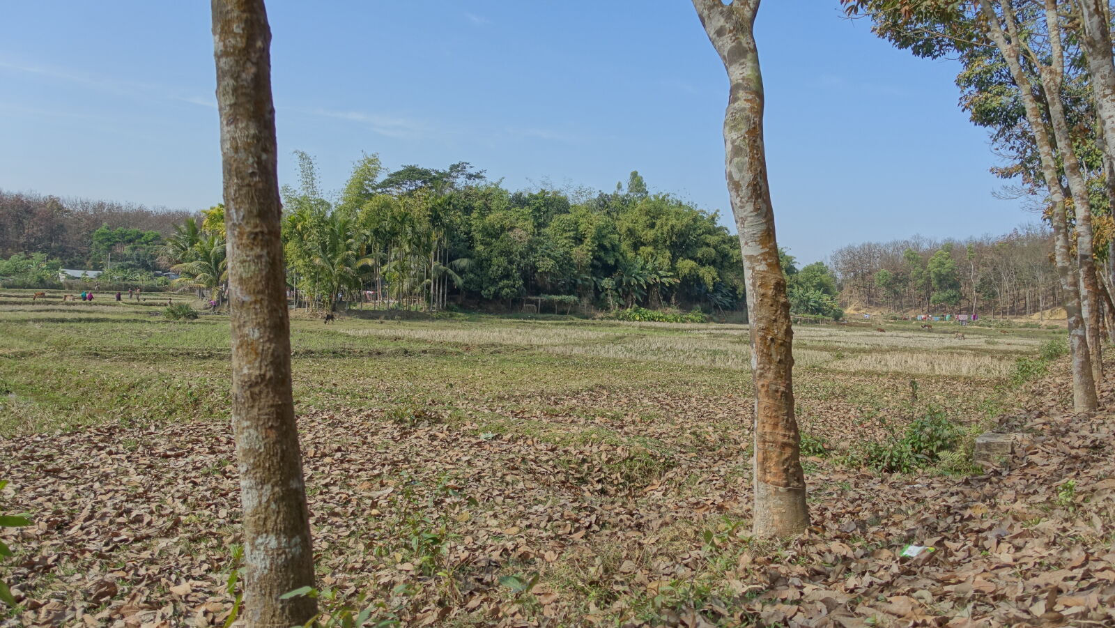 Sony Cyber-shot DSC-RX100 III sample photo. Nature photography