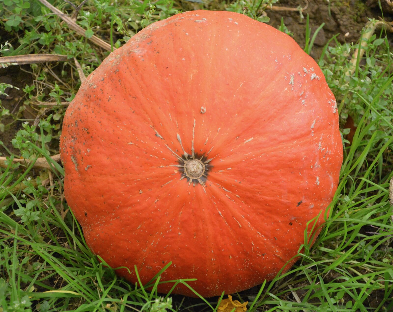 Nikon D5200 sample photo. Pumpkin, one, fruit large photography