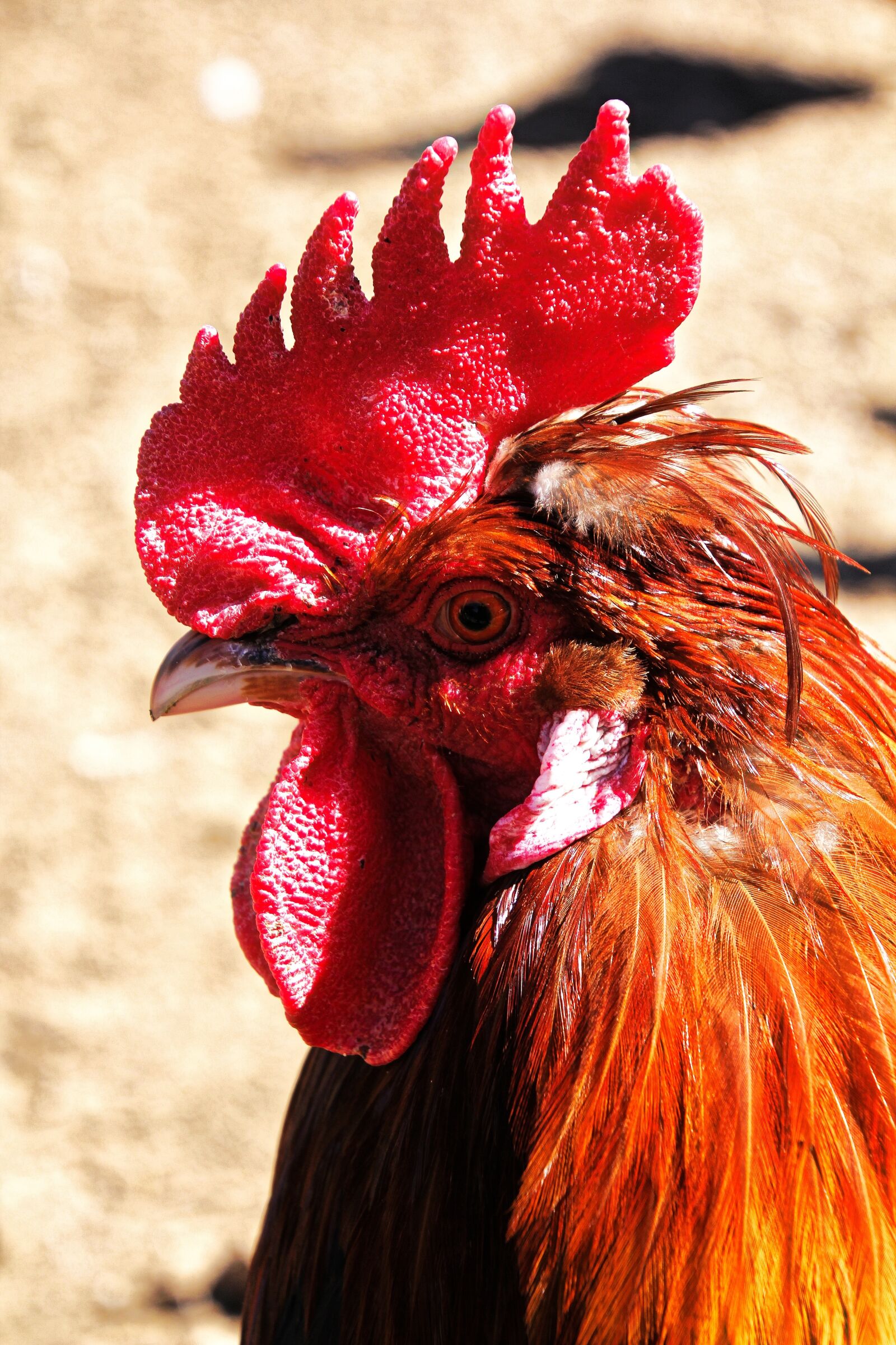 Canon EOS 60D sample photo. Hahn, cockscomb, poultry photography