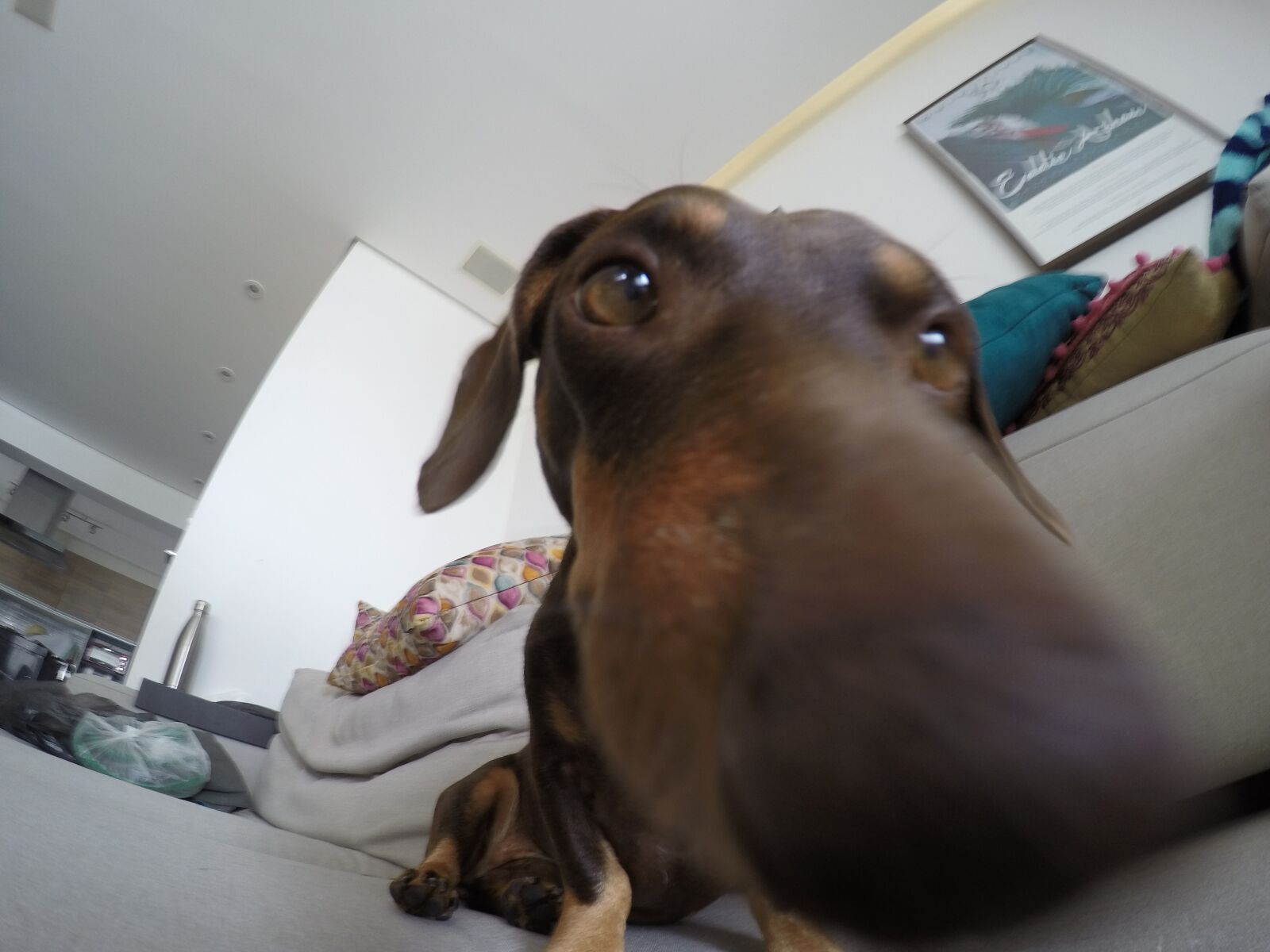 GoPro HERO4 Black sample photo. Sausage, dog, apollo photography
