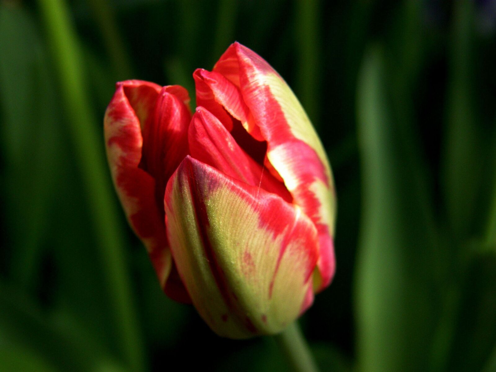 Olympus SP550UZ sample photo. Flower, tulip, plant photography