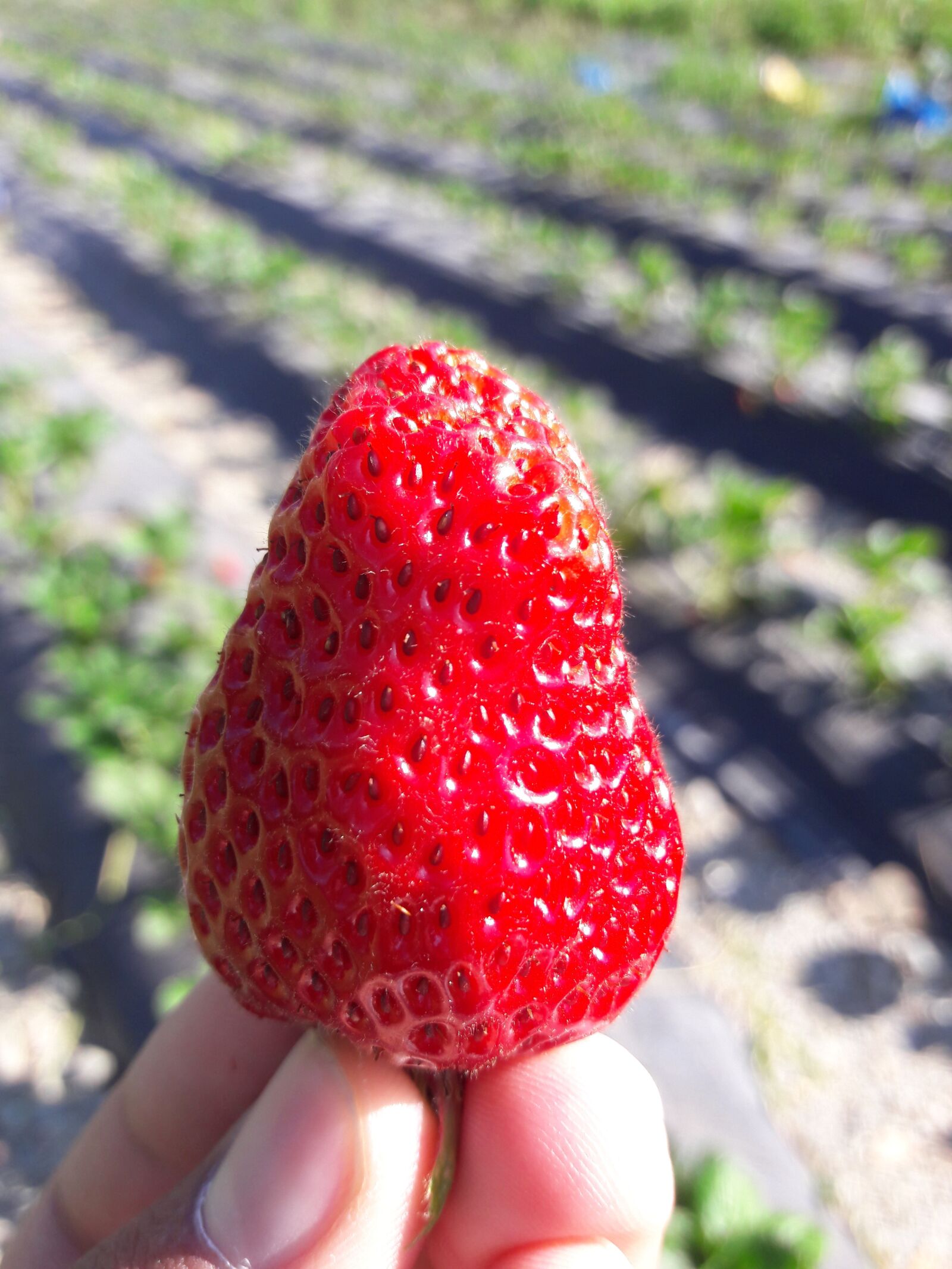 Samsung Galaxy J7 sample photo. Strawberry, focus, fruit photography