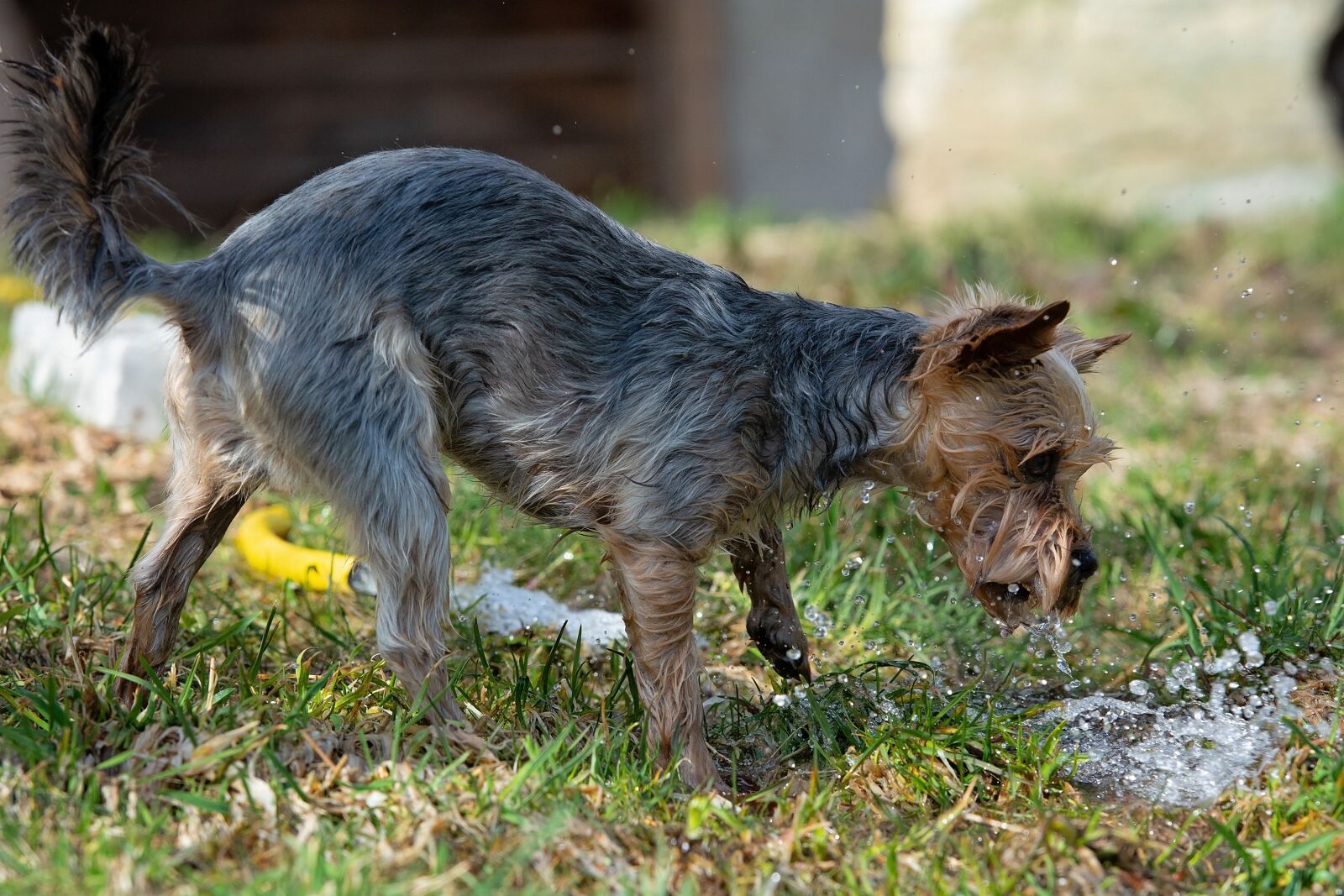 Nikon D7100 sample photo. Dog, out, water photography