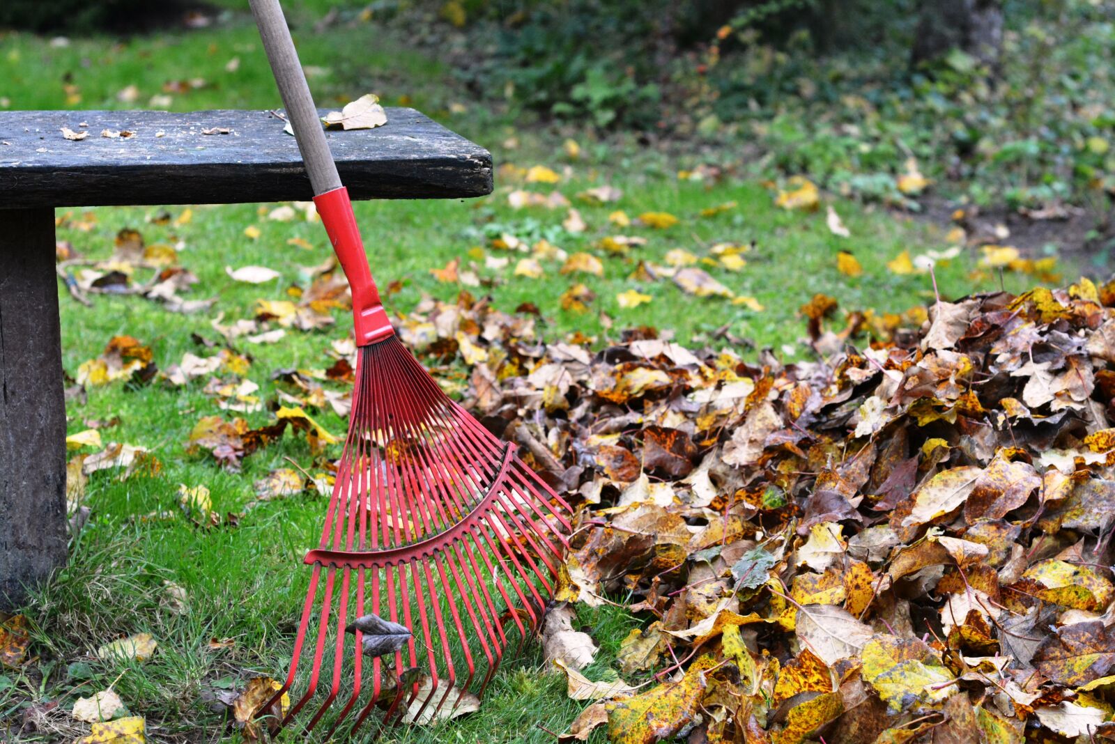 Nikon D5200 sample photo. Rake, rob, raking photography