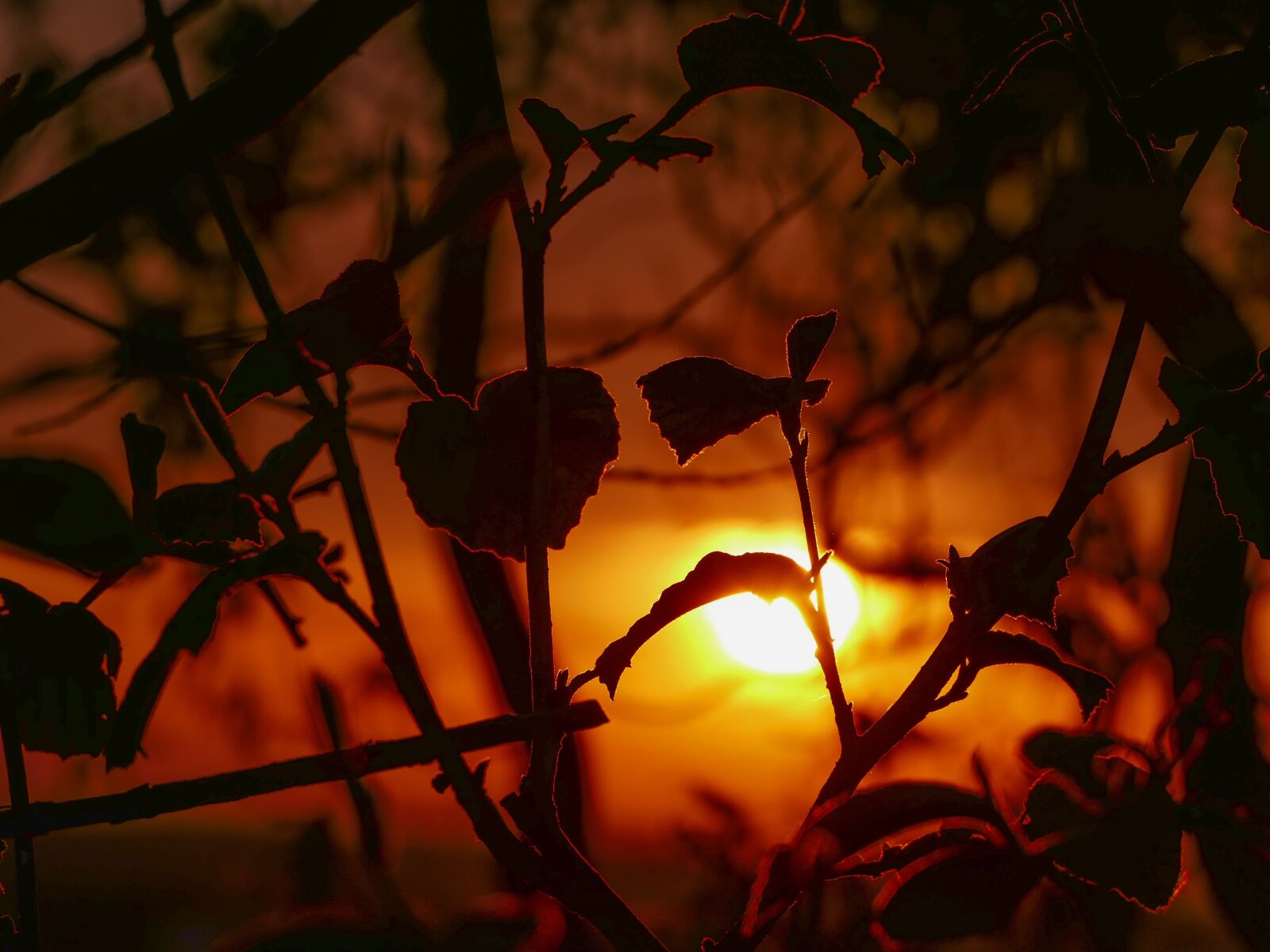 Panasonic Lumix DMC-FZ1000 sample photo. Sunset, evening sun, golden photography