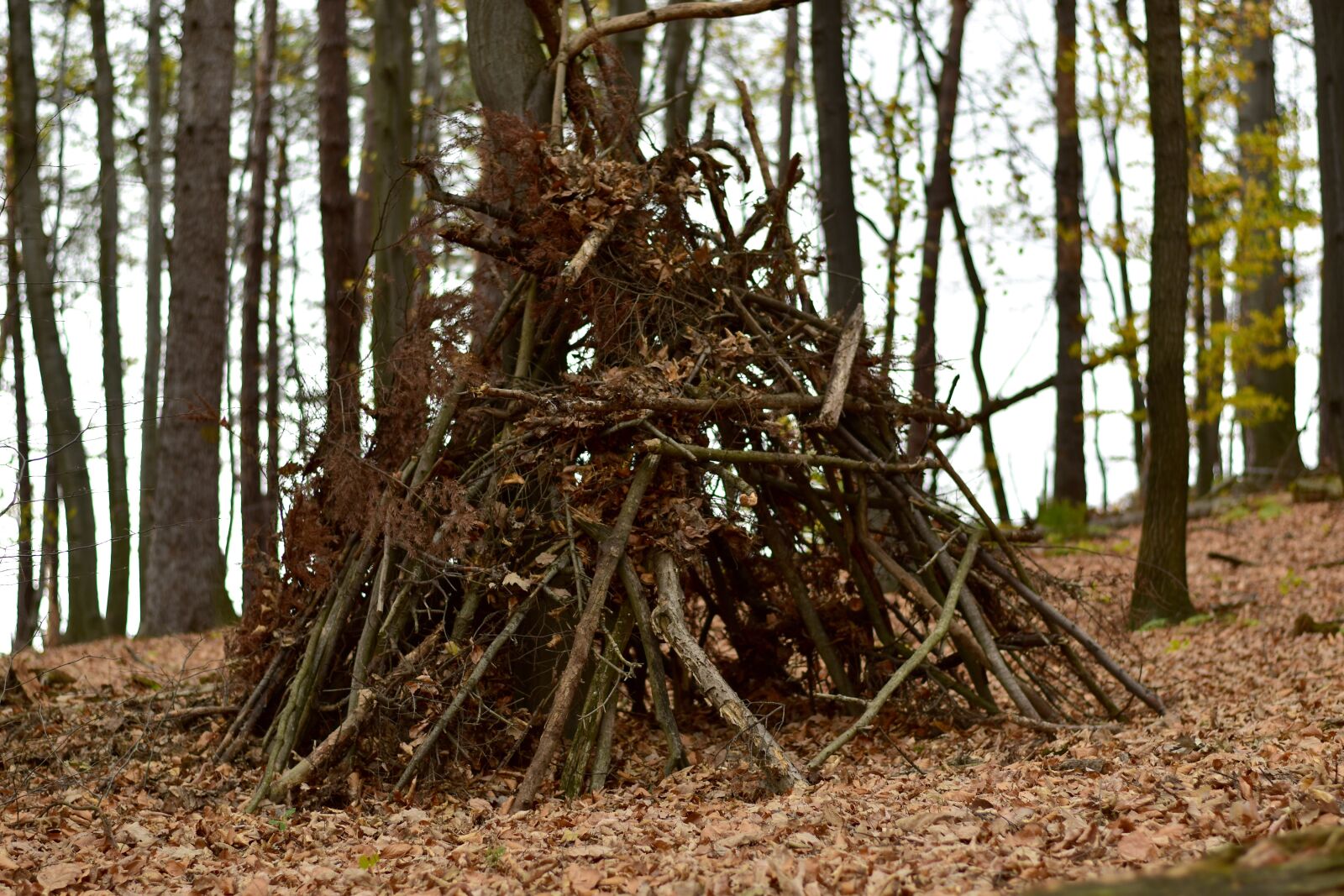 Nikon D3500 sample photo. Old, forest, house photography