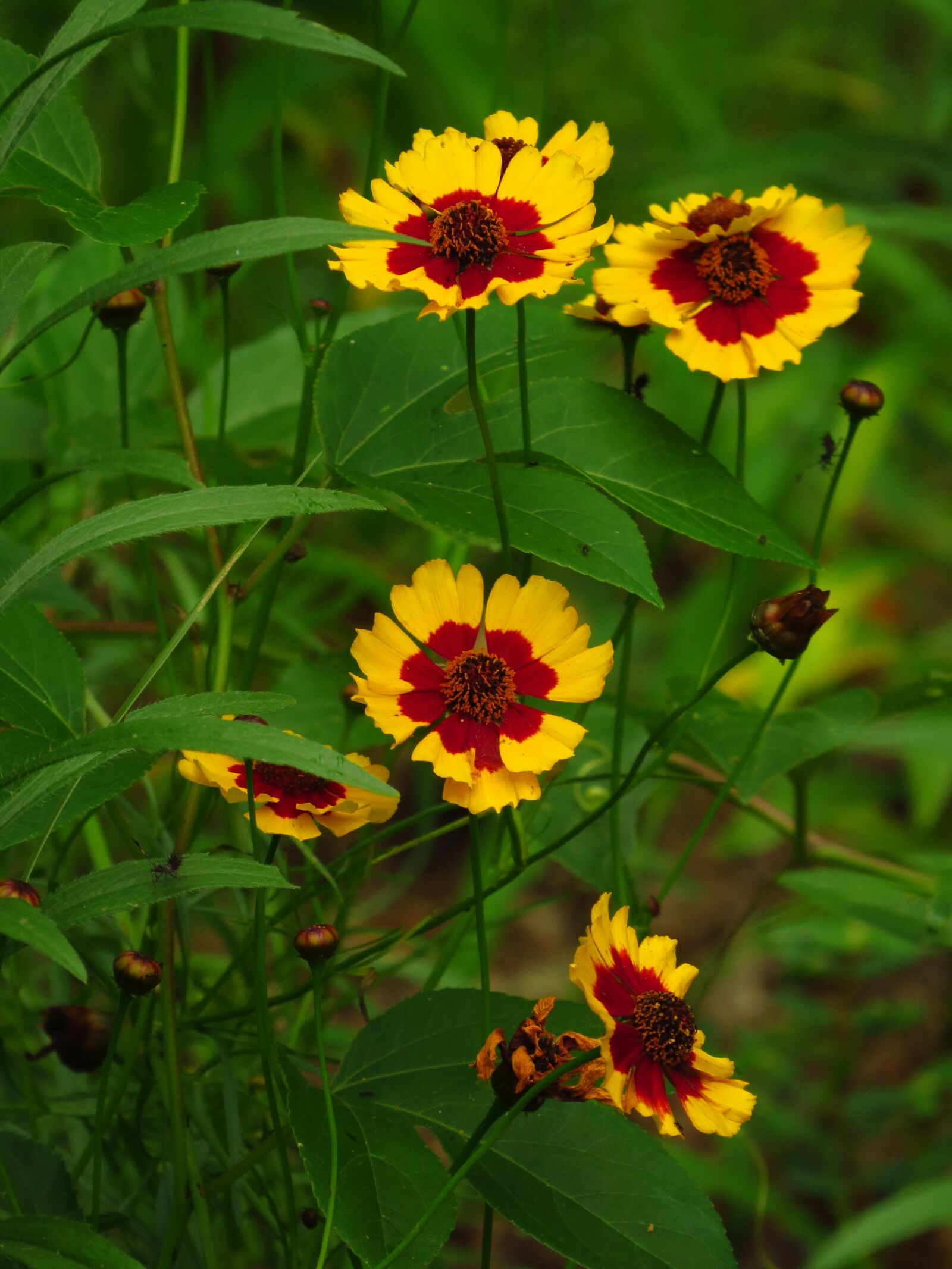 Canon PowerShot SX50 HS sample photo. Flower, yellow, yellow flowers photography